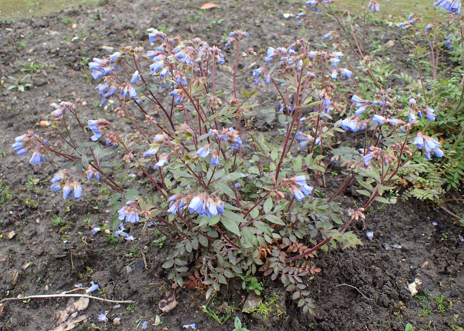 Jacob's Ladder (Polemonium Reptans) — but consistent moisture supports optimal flowering; this low-maintenance plant tolerates occasional droughts once