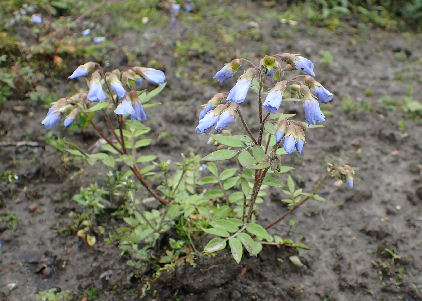 Jacob's Ladder (Polemonium Reptans) — it typically reaches 12-18 inches in height and spreads 12-24 inches