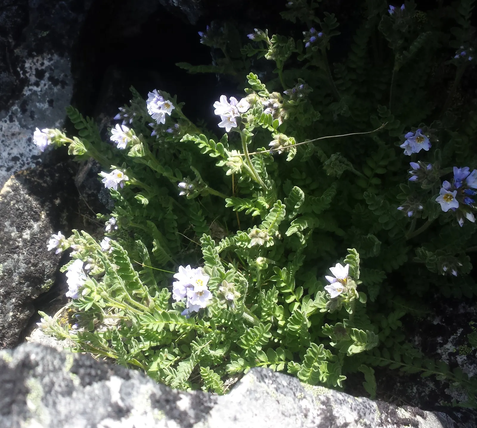 Jacob's Ladder (Polemonium Reptans) — Jacob's Ladder forms neat clumps of pinnately compound leaves