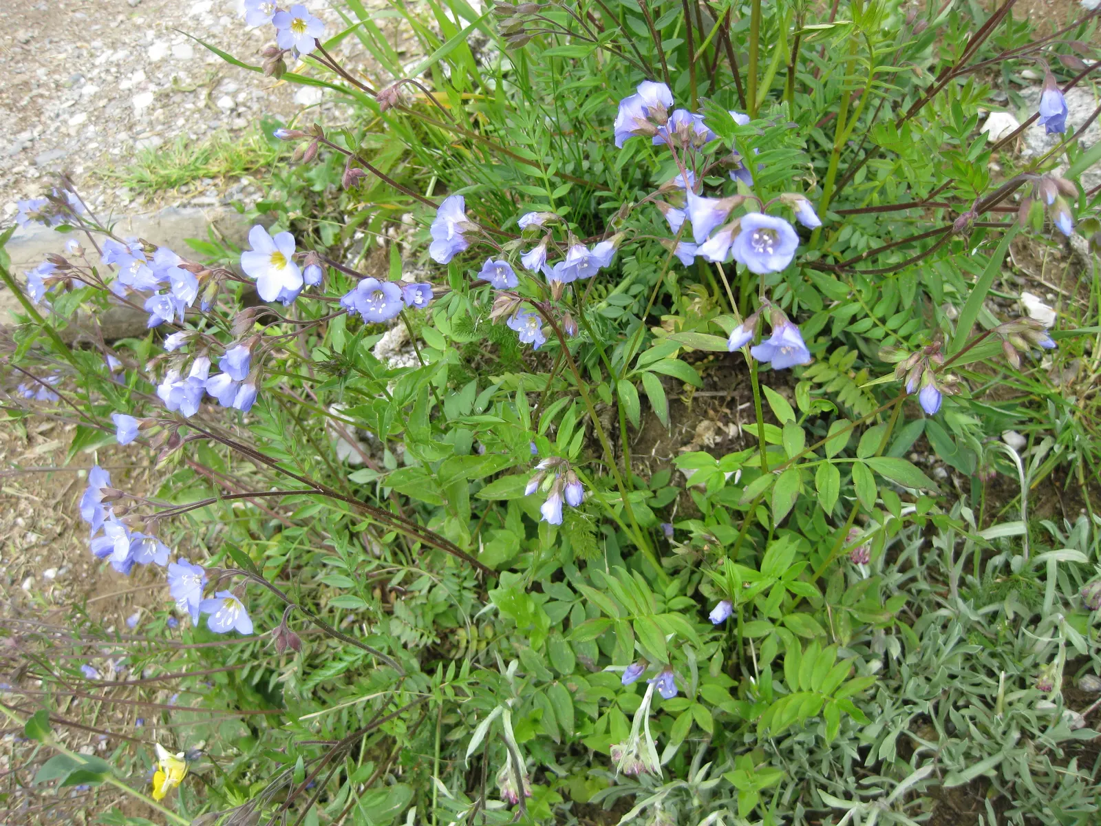 Jacob's Ladder (Polemonium Reptans) — which yield a ladder-like appearance - hence the common name