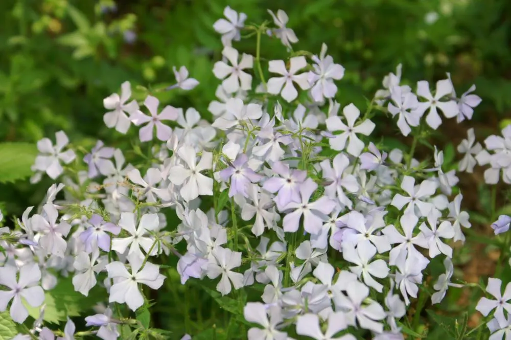 Jacob's Ladder (Polemonium Reptans) — Jacob's Ladder (Polemonium reptans) is a charming perennial native to North America