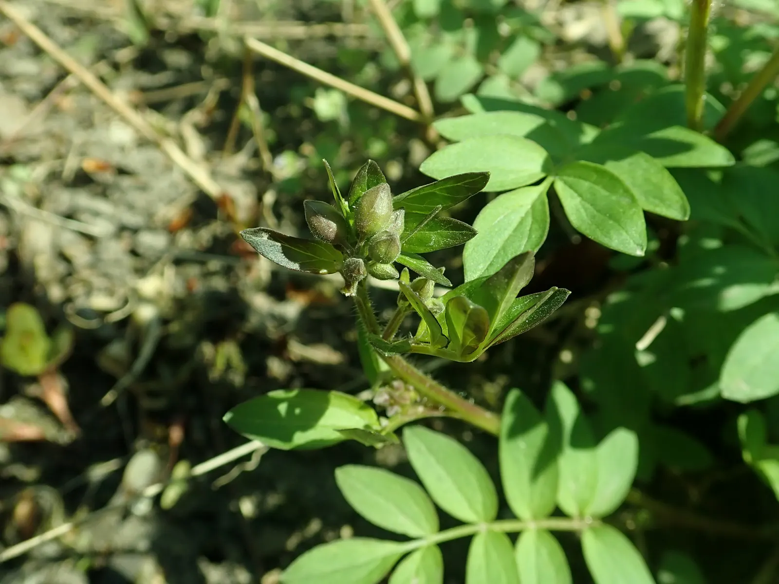 Jacob's Ladder (Polemonium Reptans) — perennial for half or shade