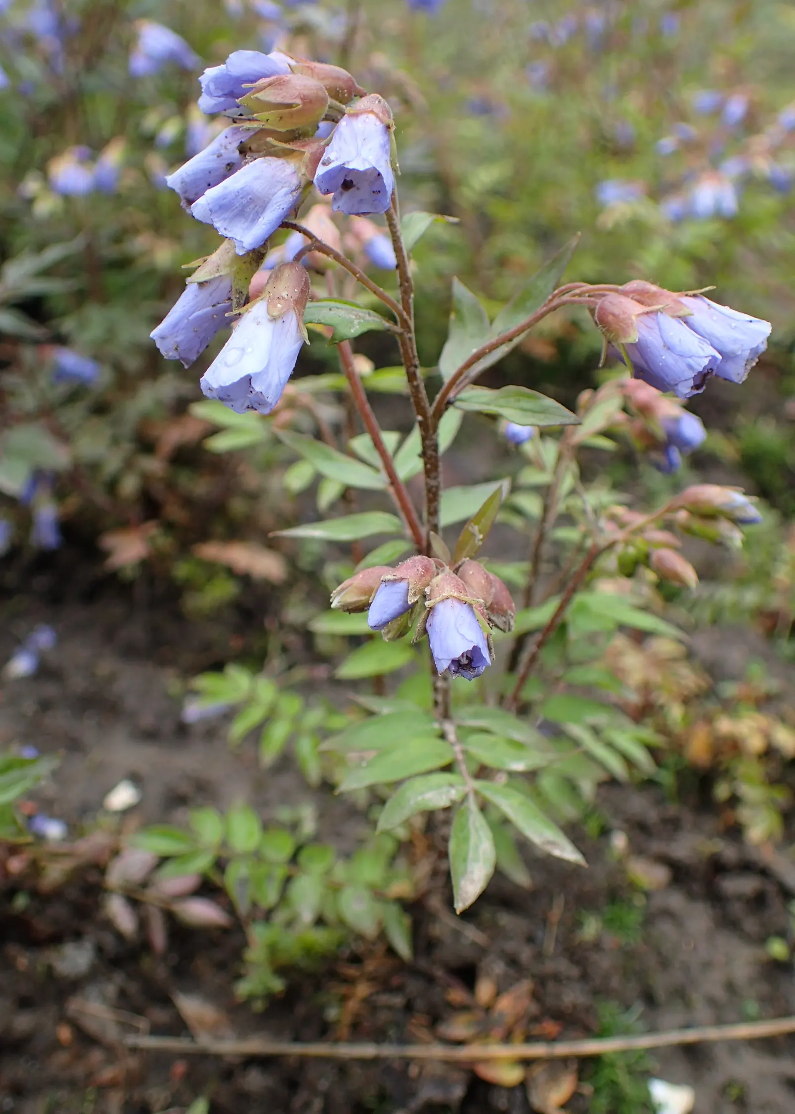 Jacob's Ladder (Polemonium Reptans) — particularly valued in landscape designs for its lush foliage and delicate floral displays