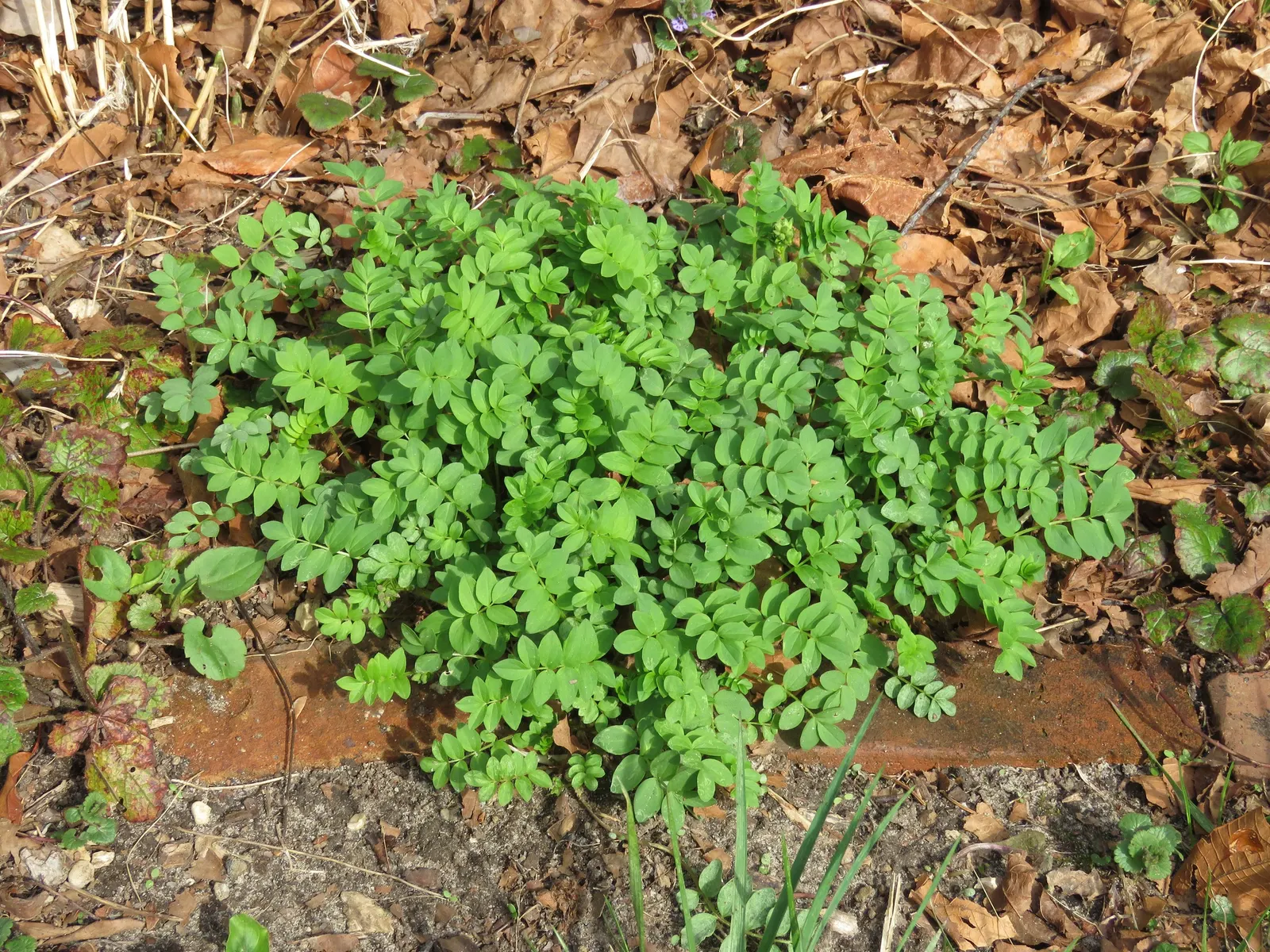 Jacob's Ladder (Polemonium Reptans) — particularly effective when planted in mass or as an underplanting for taller; it boasts pinnate leaves resembling an