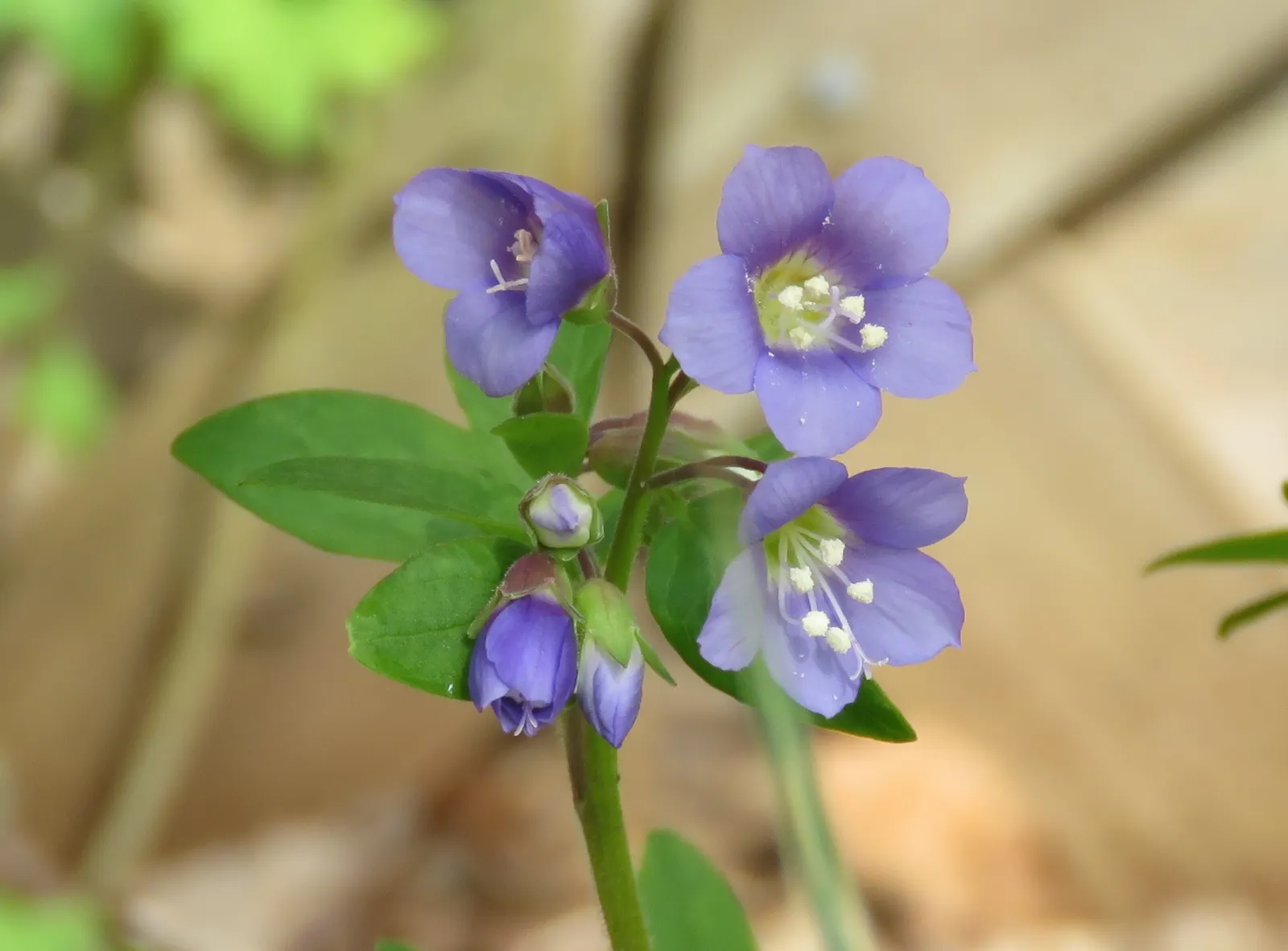 Jacob's Ladder (Polemonium Reptans) — Preferring partial shade and moist; adding life and movement to the garden.<br><br>Ideal for shaded to partially shaded