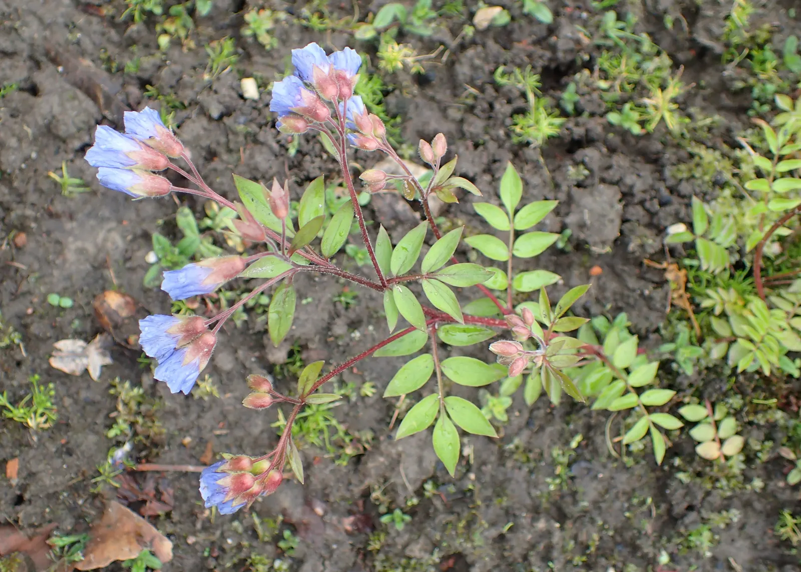 Jacob's Ladder (Polemonium Reptans) — making it suitable for woodland gardens; perennial for half or shade