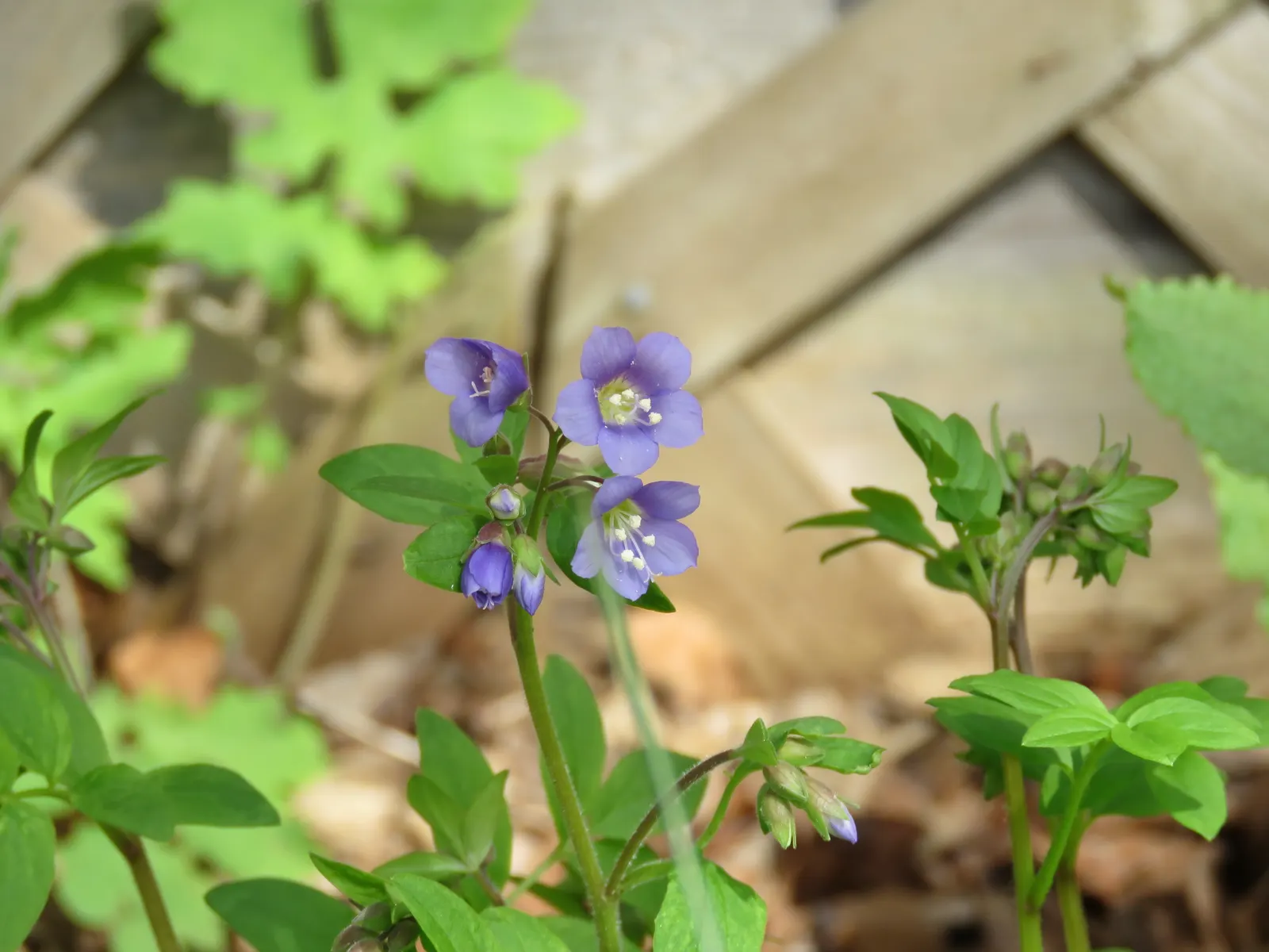 Jacob's Ladder (Polemonium Reptans) — it attracts pollinators and adds a delicate texture to woodland settings or shady borders; jacob's Ladder (Polemonium