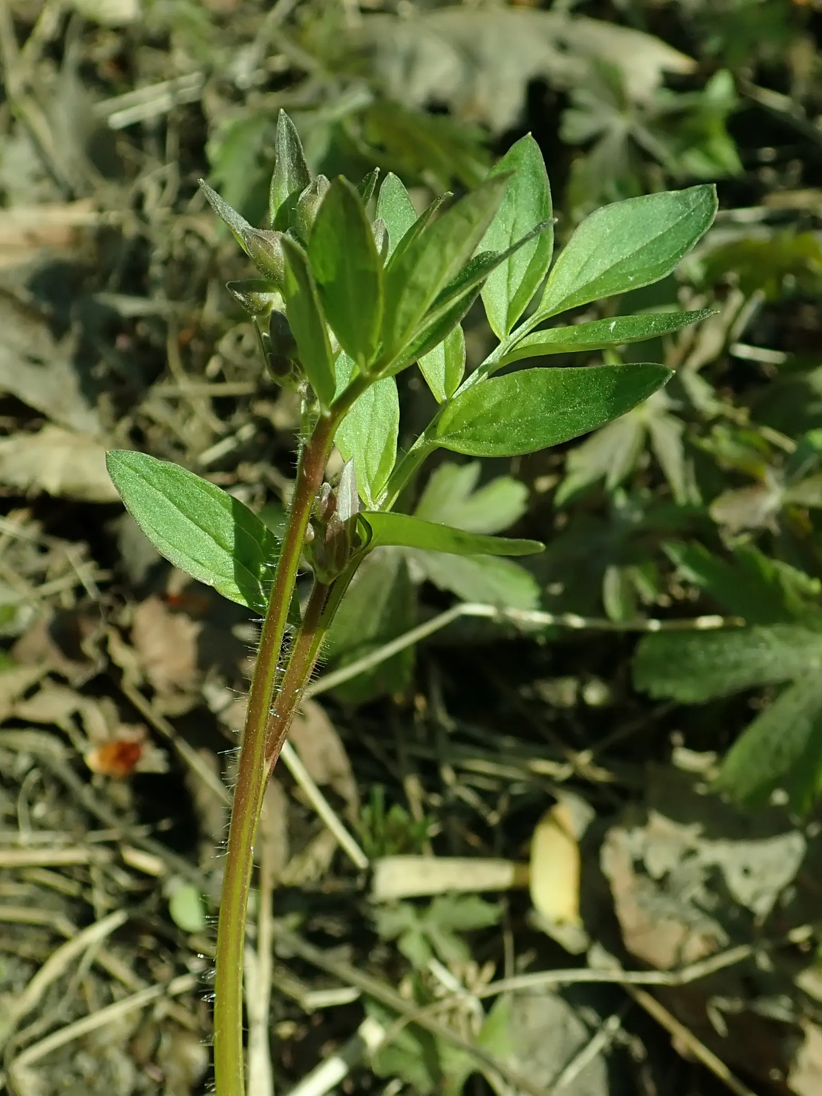 Jacob's Ladder (Polemonium Reptans) — This low-maintenance plant tolerates occasional droughts once established