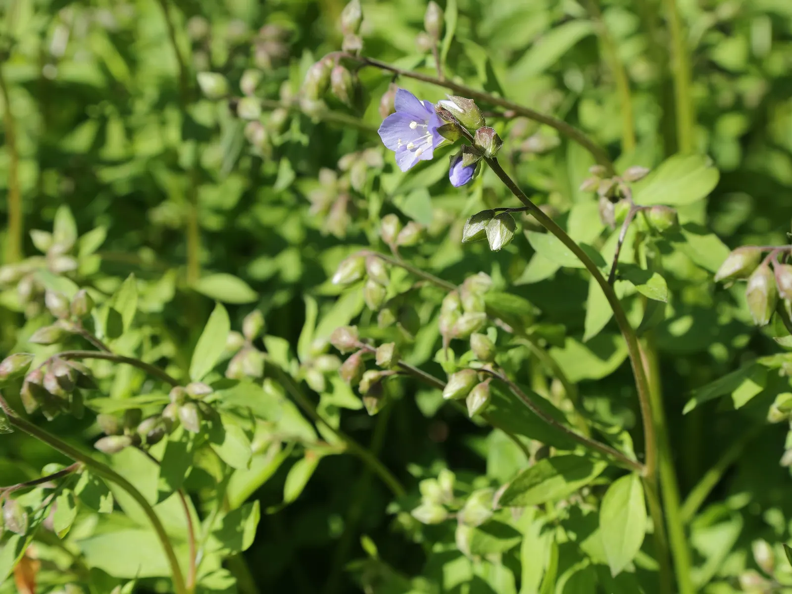 Jacob's Ladder (Polemonium Reptans) — Preferring partial shade and moist