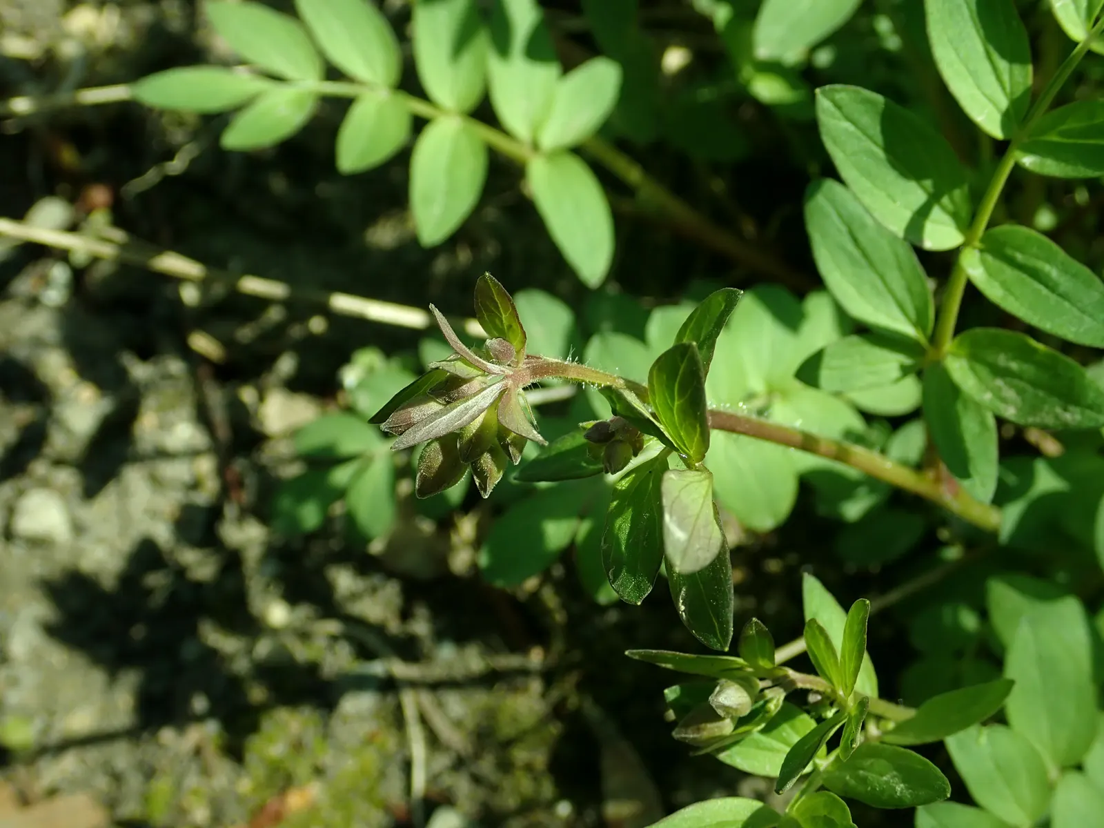 Jacob's Ladder (Polemonium Reptans) — or along streams and ponds