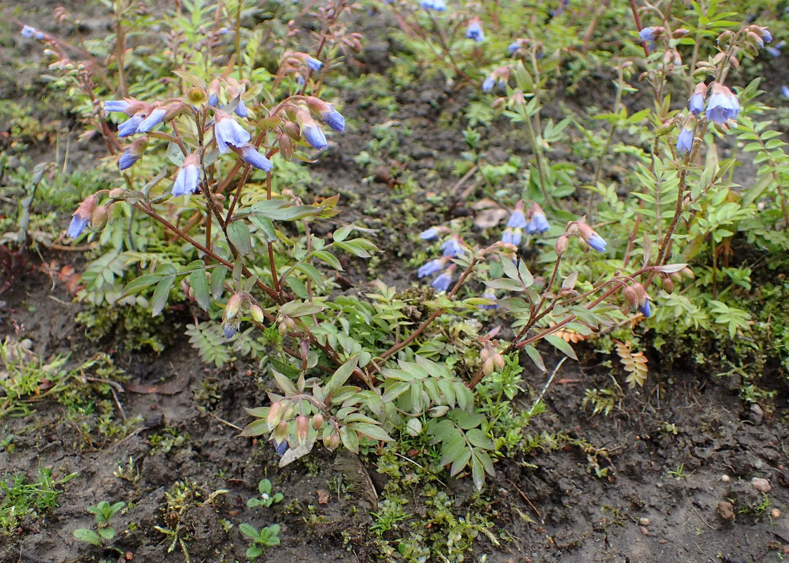 Jacob's Ladder (Polemonium Reptans) — which yield a ladder-like appearance - hence the common name; each blossom stretching around 0.5 to 1 inch in diameter