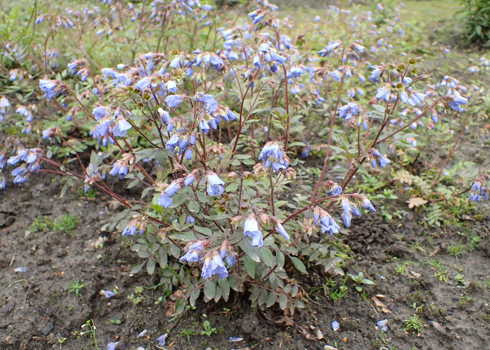 Jacob's Ladder (Polemonium Reptans) — Preferring partial shade and moist; adding life and movement to the garden.<br><br>Ideal for shaded to, image 55