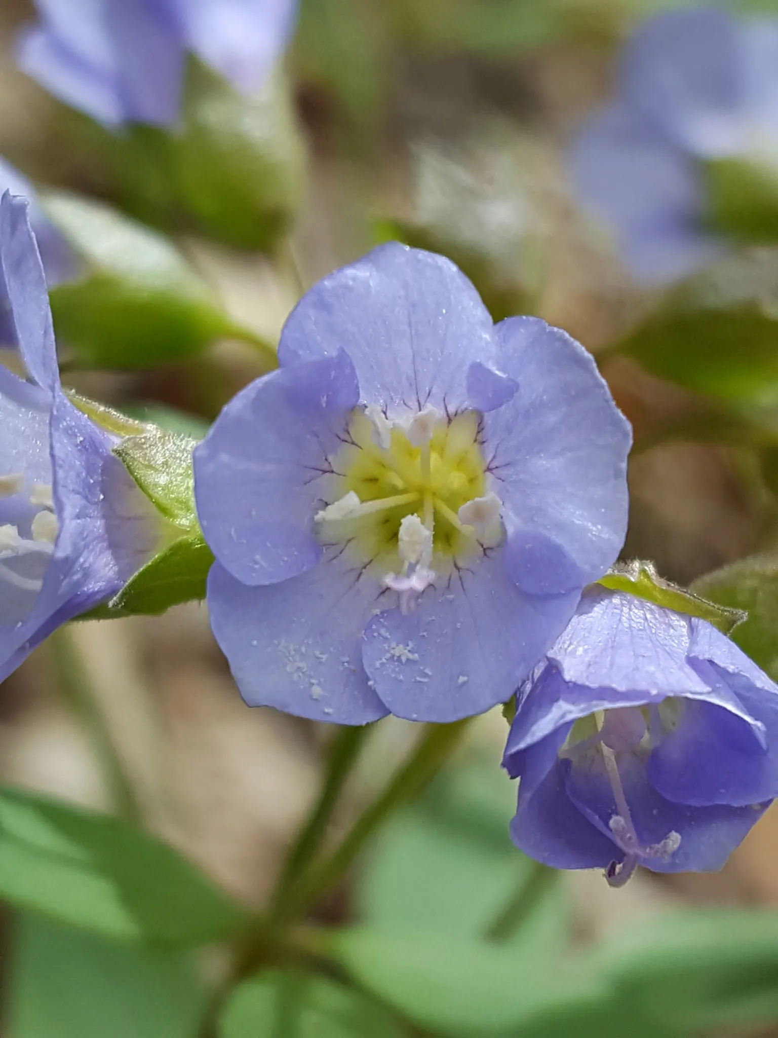 Jacob's Ladder (Polemonium Reptans) — It boasts pinnate leaves resembling an ornate ladder and clusters of bell-shaped, blue-violet blooms