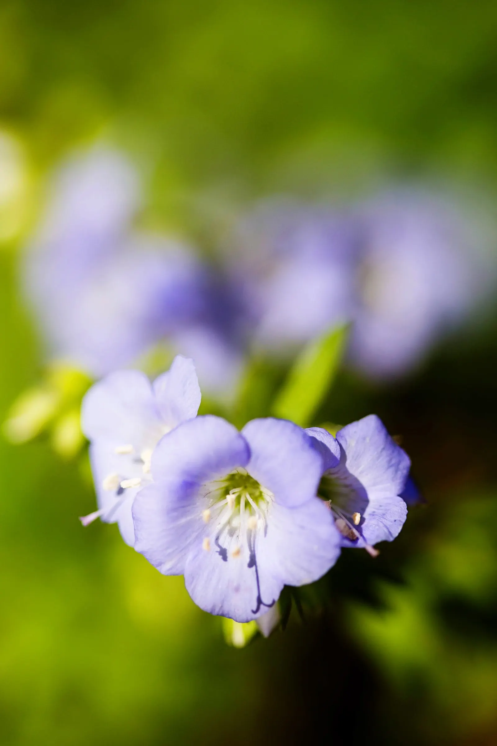 Jacob's Ladder (Polemonium Reptans) — Jacob's Ladder forms neat clumps of pinnately compound leaves; this woodland species thrives in USDA hardiness zones 3
