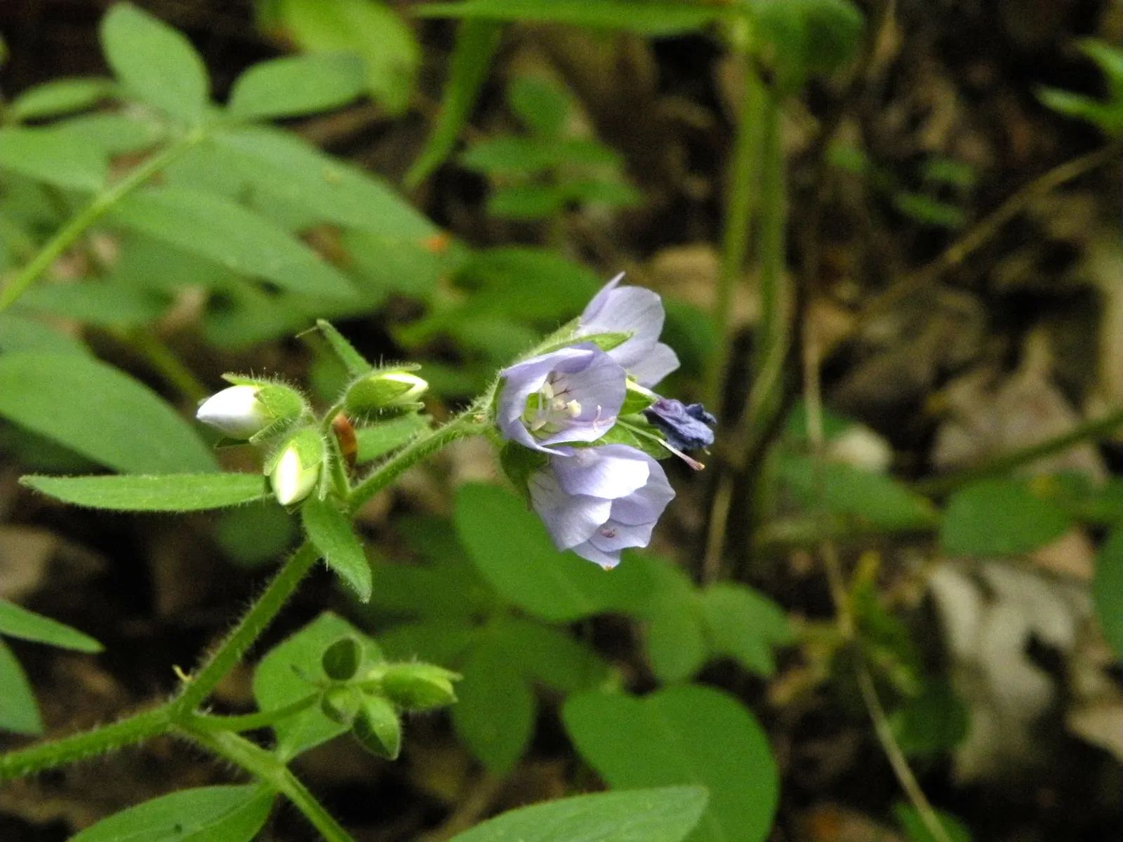 Jacob's Ladder (Polemonium Reptans) — including butterflies and bees