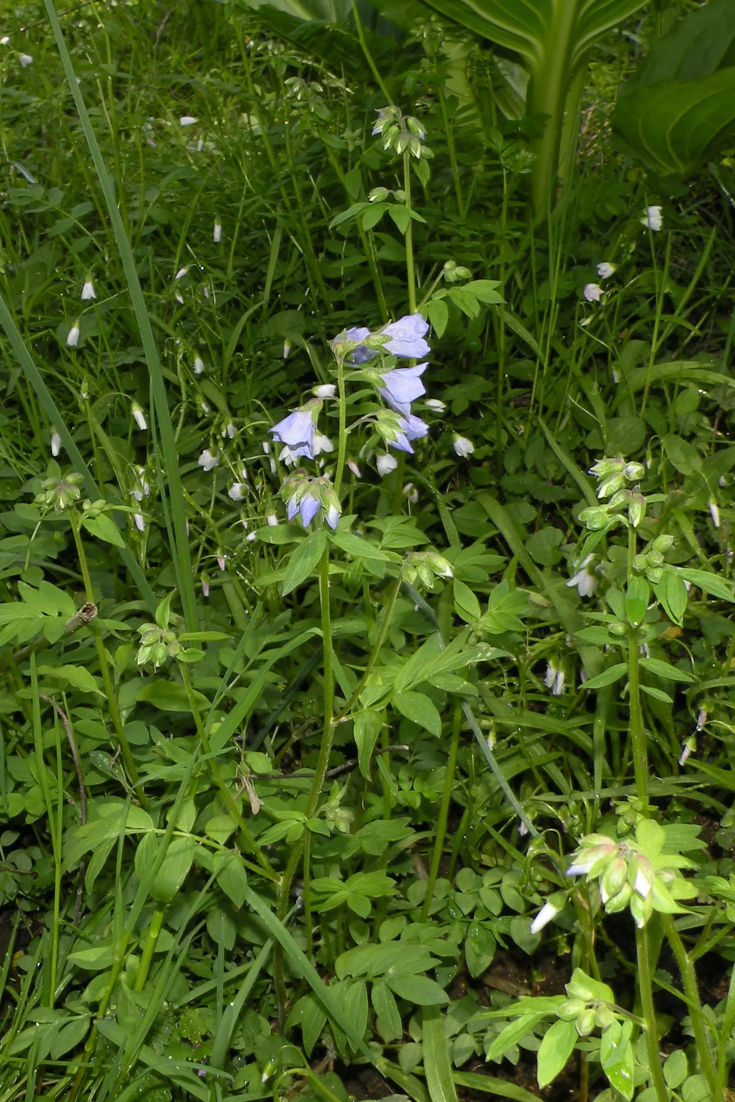 Jacob's Ladder (Polemonium Reptans) — This low-maintenance plant tolerates occasional droughts once established; jacob's Ladder produces clusters of