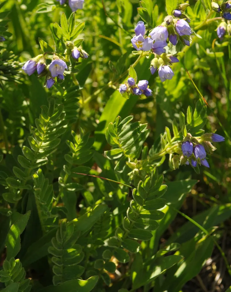 Jacob's Ladder (Polemonium Reptans) — it attracts pollinators and adds a delicate texture to woodland settings or shady borders