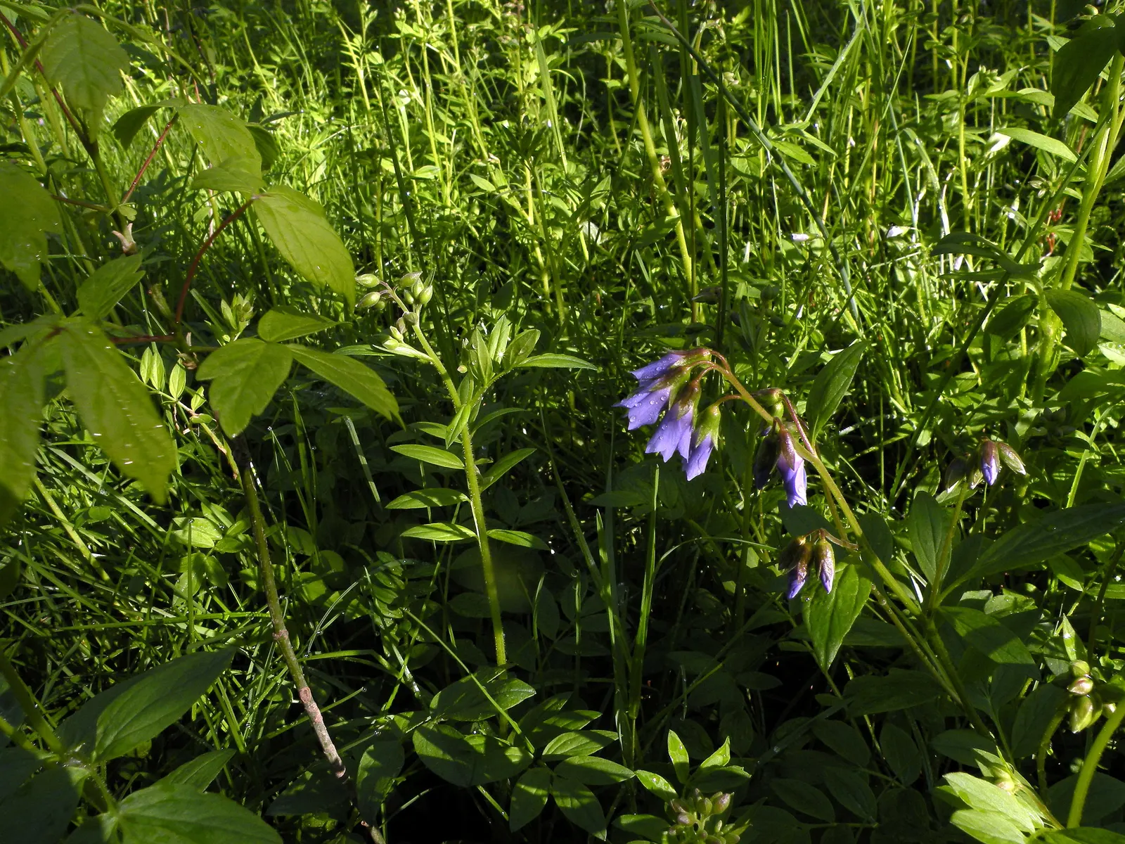 Jacob's Ladder (Polemonium Reptans) — it typically reaches 12-18 inches in height and spreads 12-24 inches; perennial with blue blooms