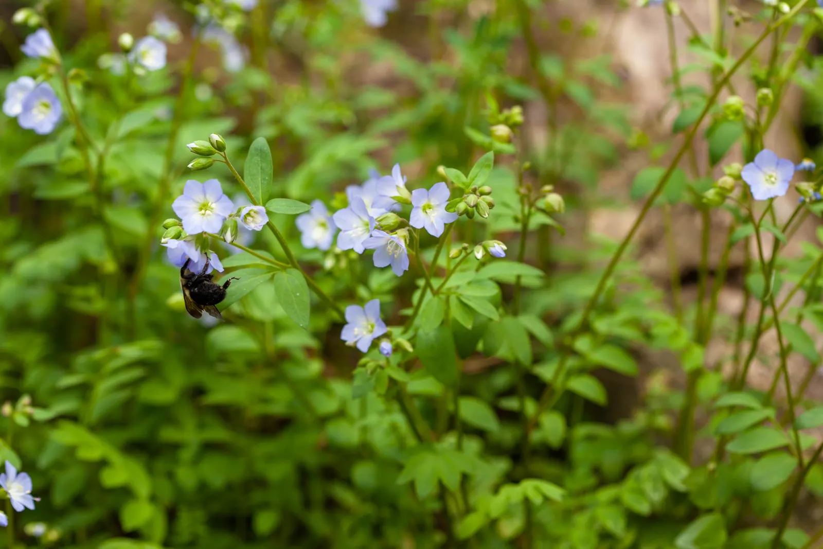Jacob's Ladder (Polemonium Reptans) — Jacob's Ladder (Polemonium reptans) is a charming perennial, thriving in USDA zones 3-8; it typically reaches 12-18