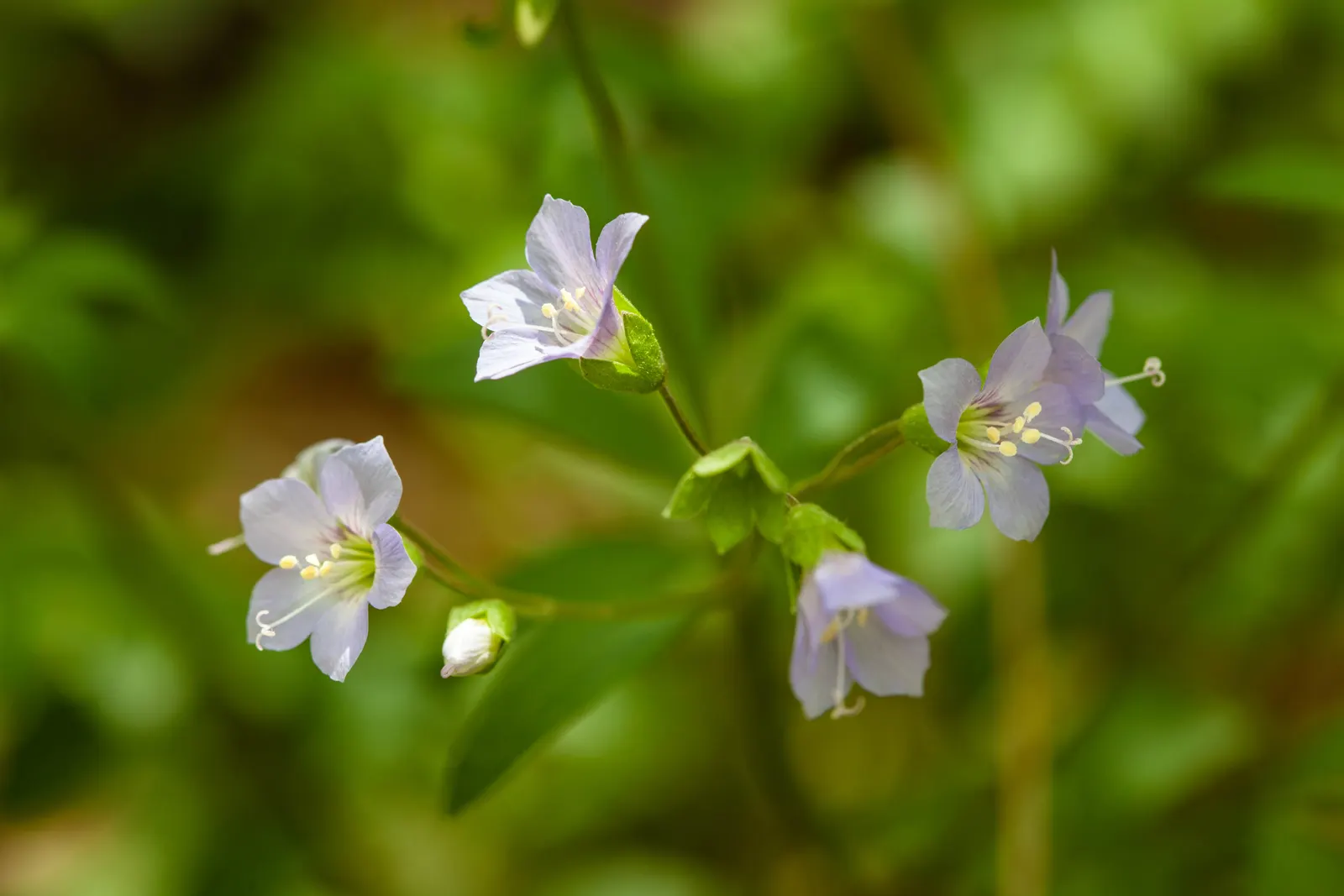Jacob's Ladder (Polemonium Reptans) — particularly valued in landscape designs for its lush foliage and delicate floral displays; or along streams and ponds