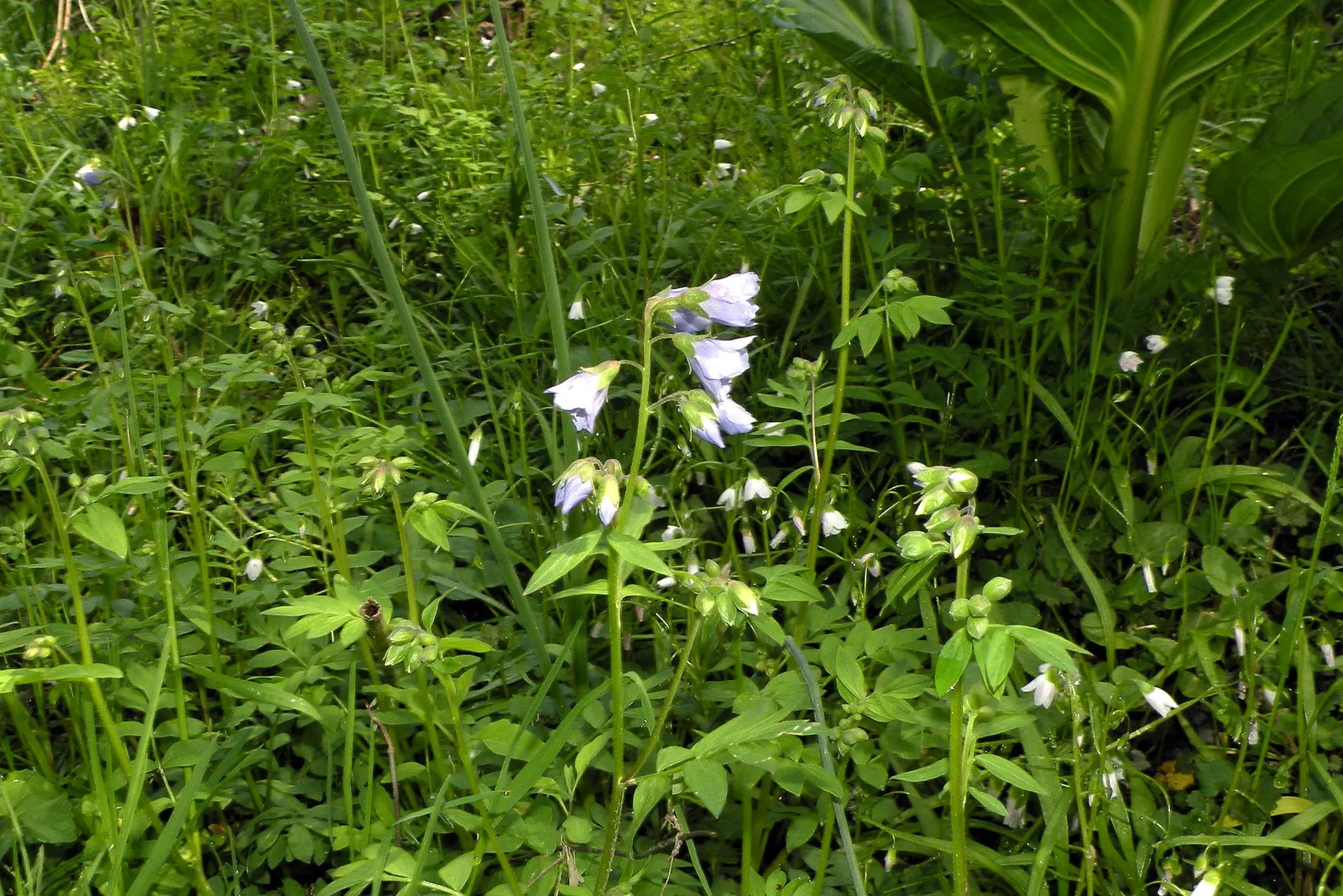Jacob's Ladder (Polemonium Reptans) — The vivid green foliage serves as a lovely backdrop to the plant's standout feature; preferring partial shade and moist