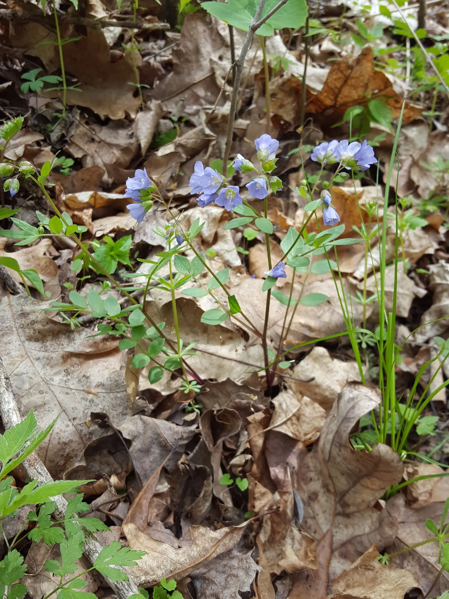 Jacob's Ladder (Polemonium Reptans) — Jacob's Ladder produces clusters of bell-shaped flowers in a soothing shade of sky blue