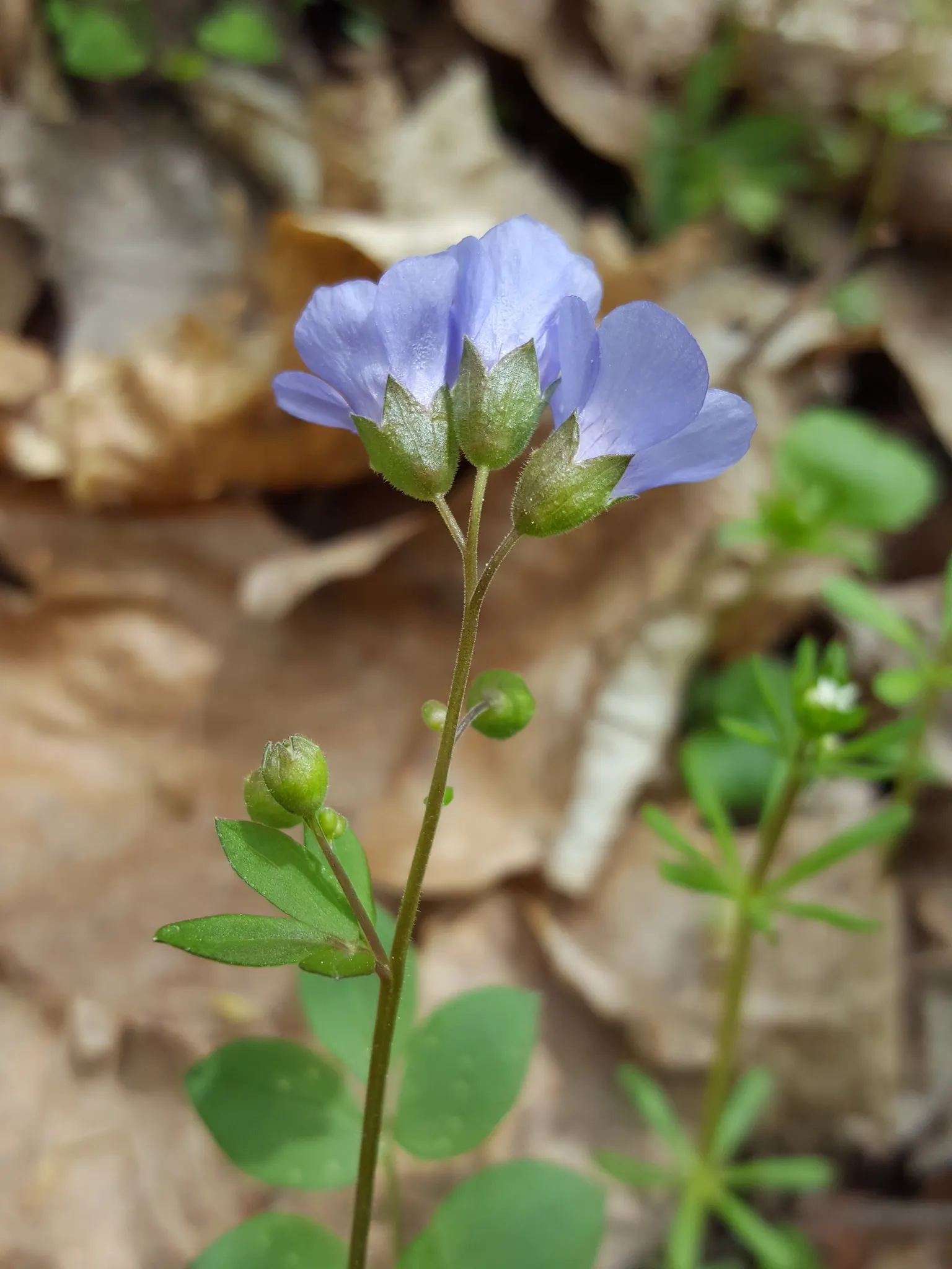 Jacob's Ladder (Polemonium Reptans) — each blossom stretching around 0.5 to 1 inch in diameter