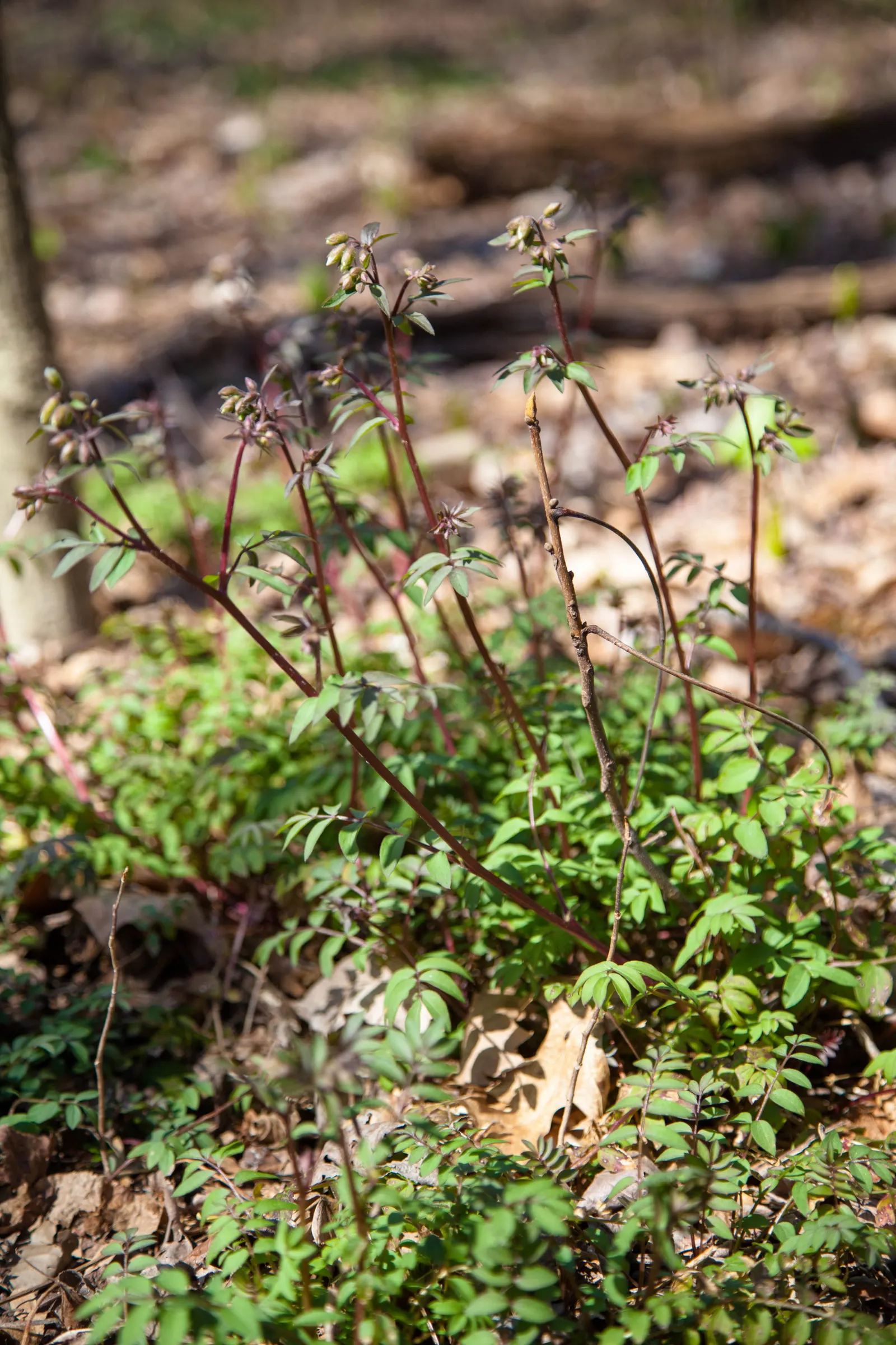 Jacob's Ladder (Polemonium Reptans) — or along streams and ponds; particularly valued in landscape designs for its lush foliage and delicate floral displays