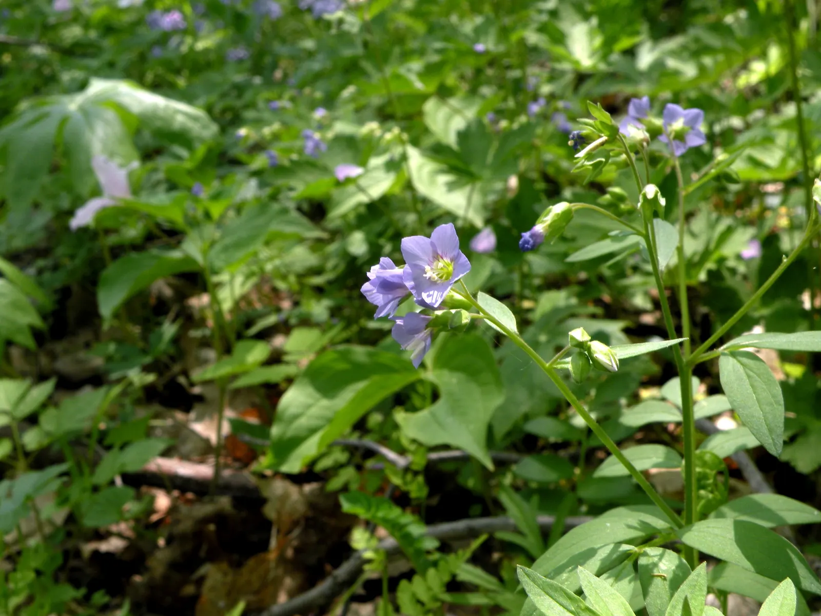 Jacob's Ladder (Polemonium Reptans) — particularly effective when planted in mass or as an underplanting for taller