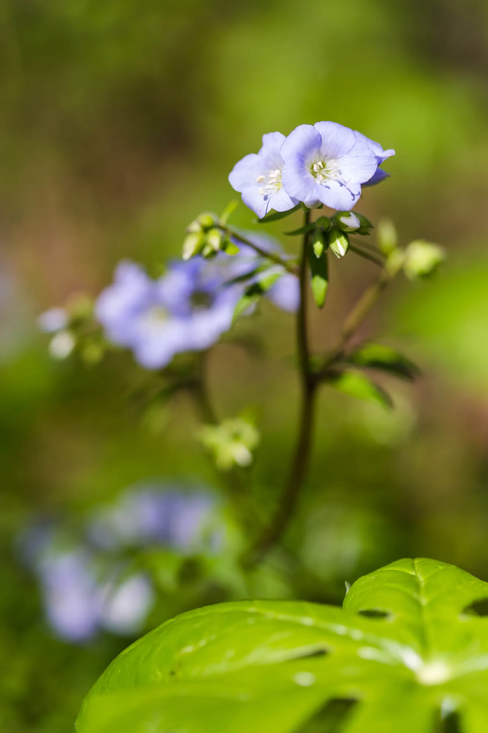 Jacob's Ladder (Polemonium Reptans) — blue flowers in the garden