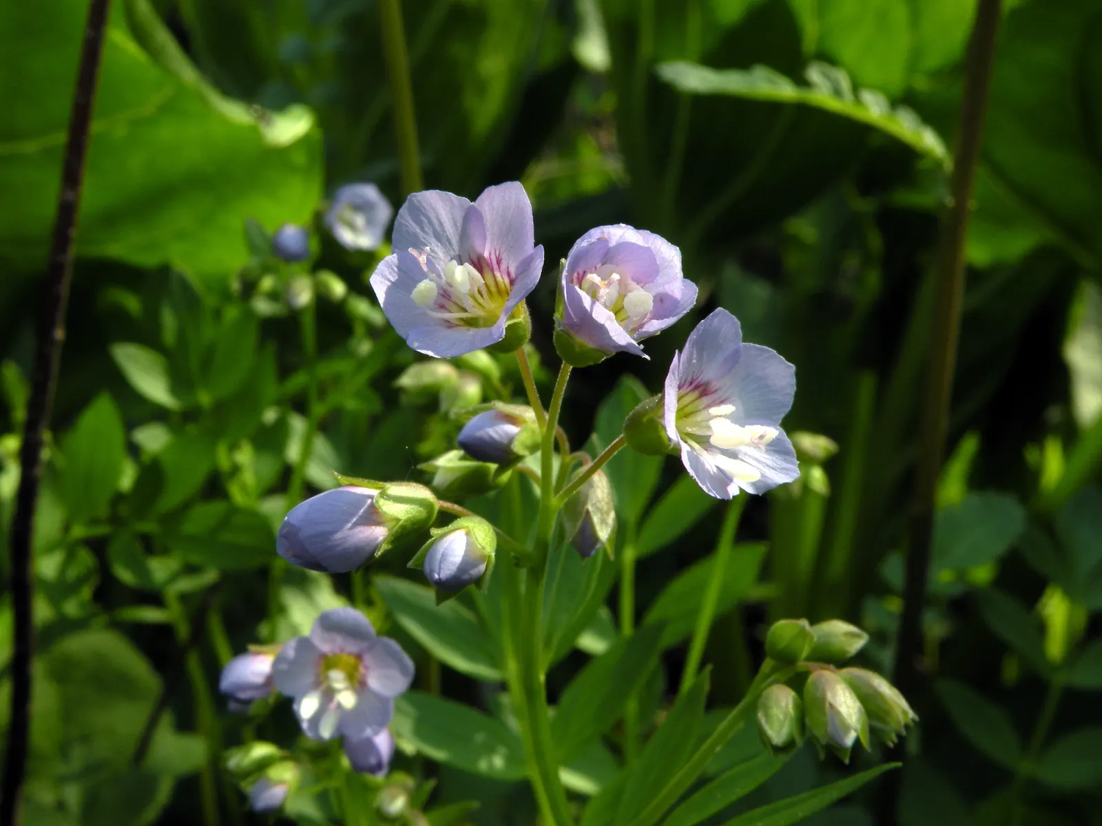 Jacob's Ladder (Polemonium Reptans) — It boasts pinnate leaves resembling an ornate ladder and clusters of bell-shaped, blue-violet blooms; each leaflet is