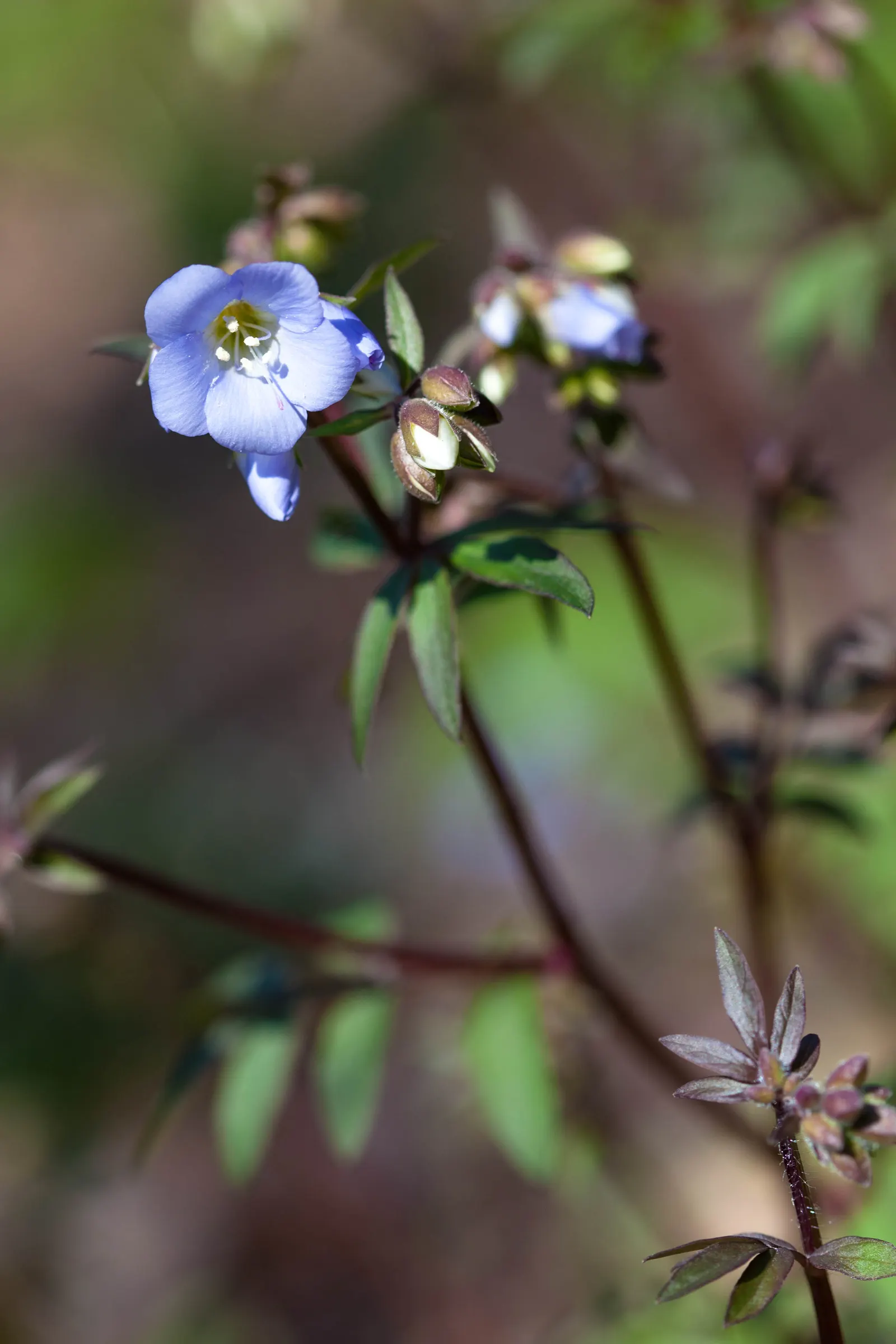 Jacob's Ladder (Polemonium Reptans) — These blooms attract a host of pollinators; it attracts pollinators and adds a delicate texture to woodland settings or