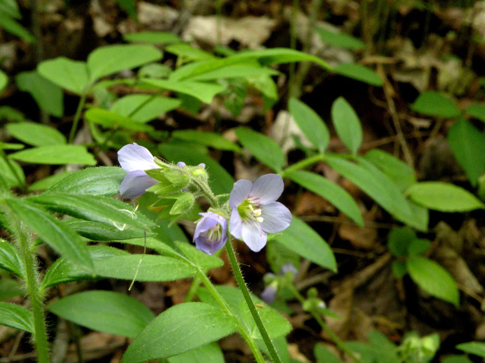 Jacob's Ladder (Polemonium Reptans) — adding life and movement to the garden.<br><br>Ideal for shaded to partially shaded areas