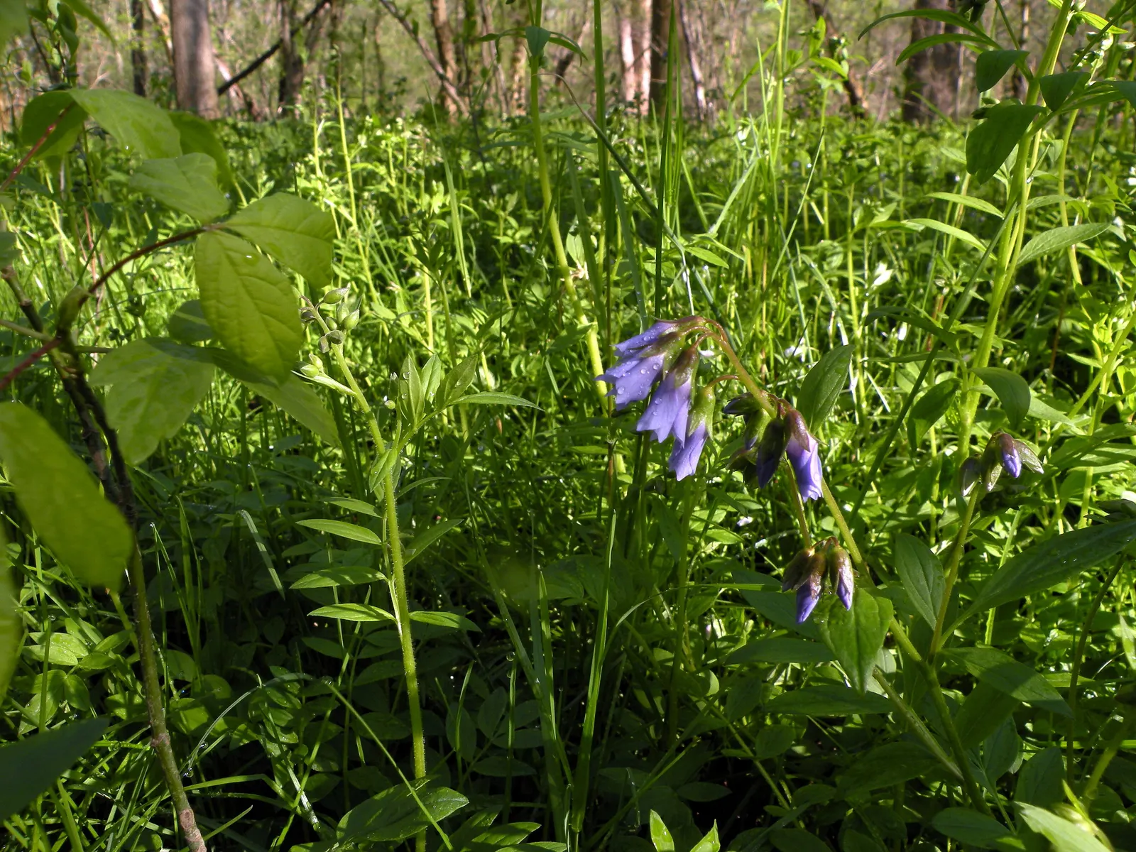 Jacob's Ladder (Polemonium Reptans) — each blossom stretching around 0.5 to 1 inch in diameter; blue flowers in the garden