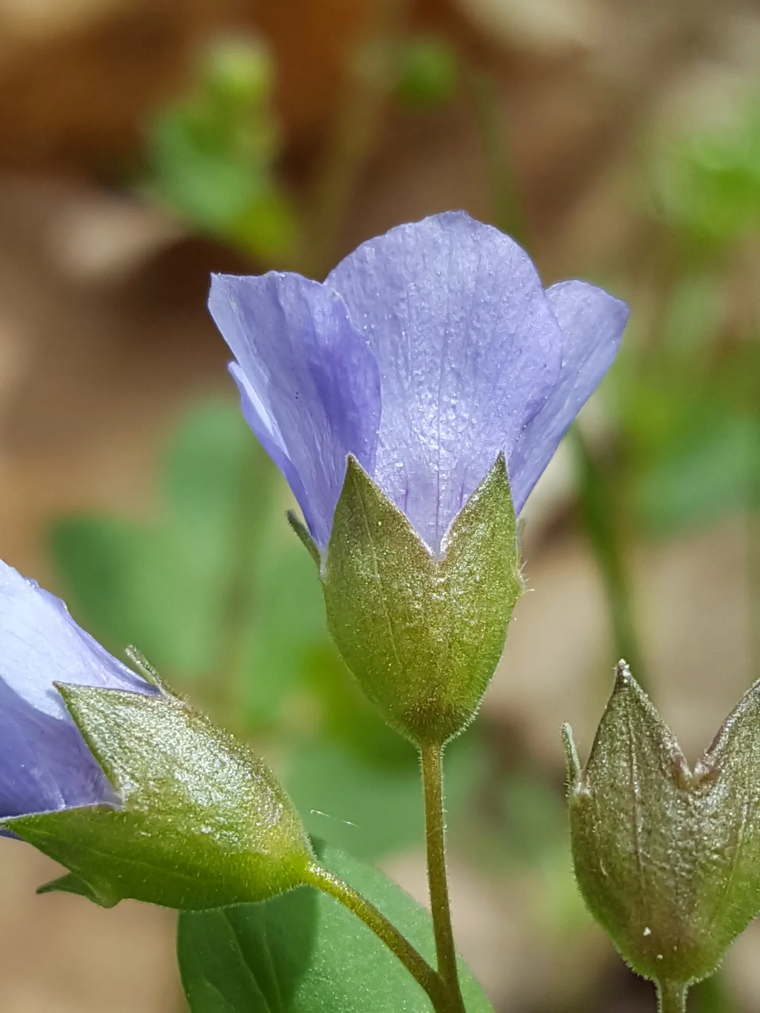 Jacob's Ladder (Polemonium Reptans) — making it suitable for woodland gardens
