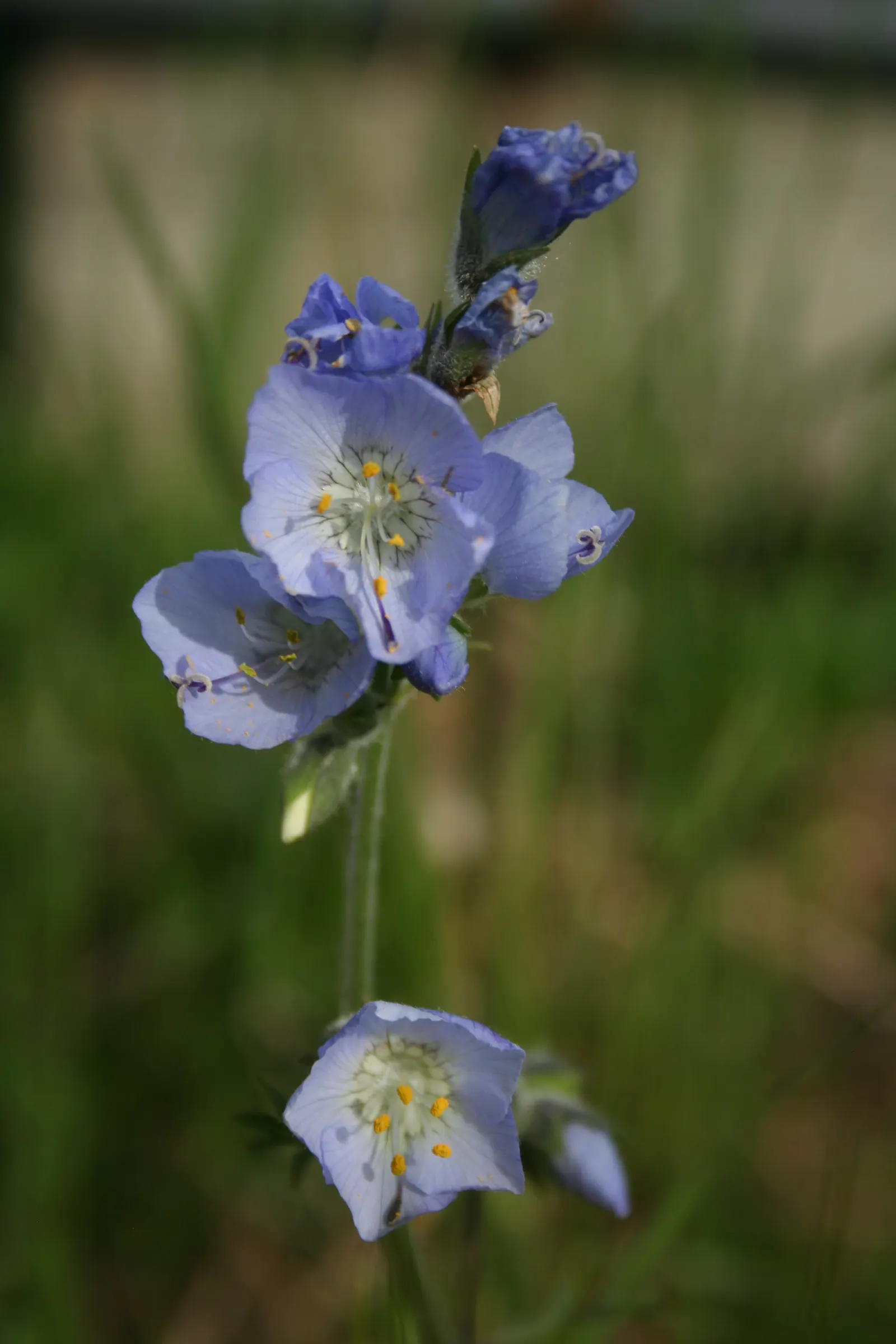 Jacob's Ladder (Polemonium Reptans) — This woodland species thrives in USDA hardiness zones 3 through 8
