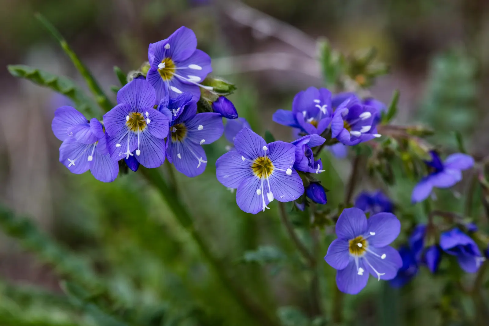Jacob's Ladder (Polemonium Reptans) — This woodland species thrives in USDA hardiness zones 3 through 8; jacob's Ladder (Polemonium reptans) is a charming