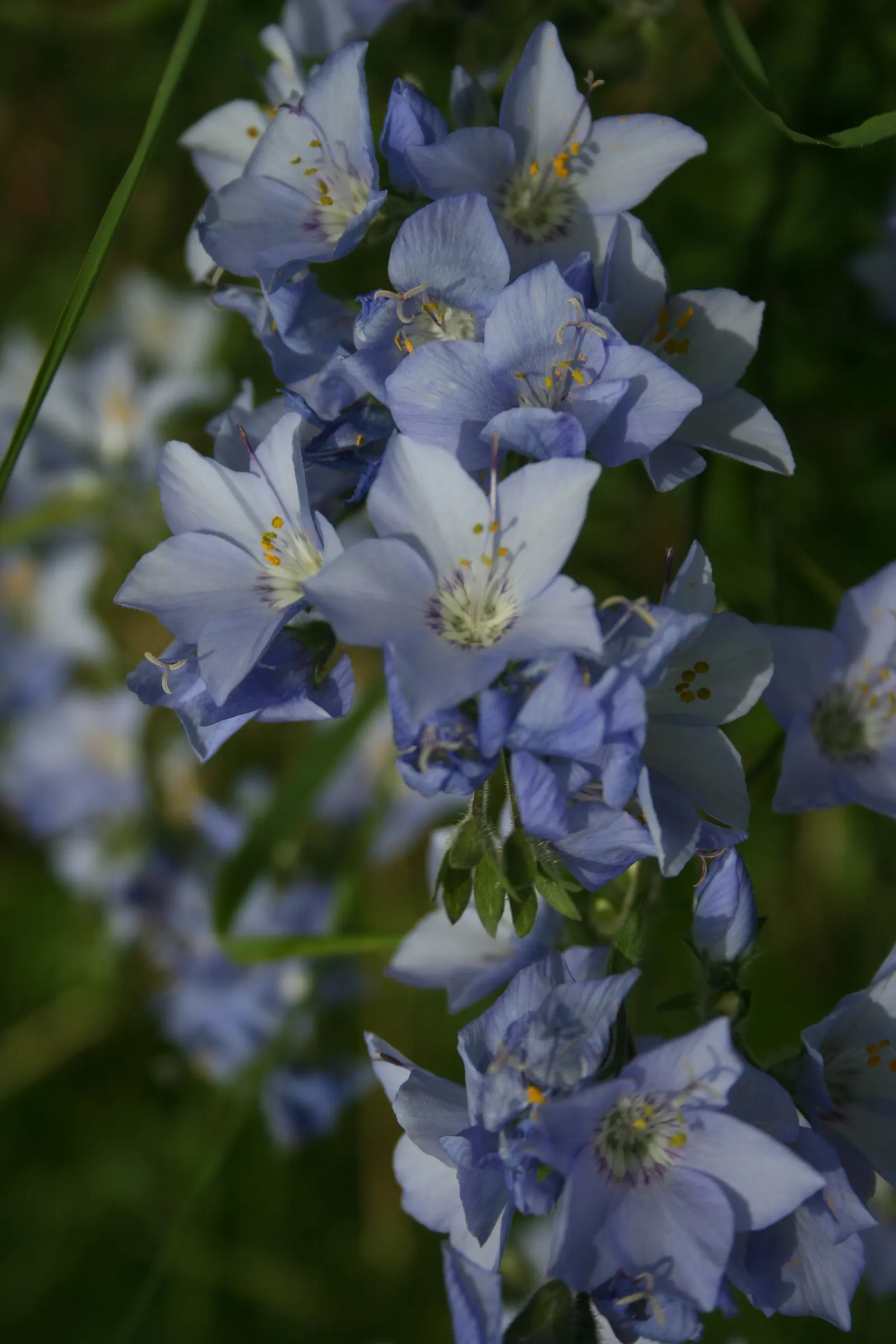 Jacob's Ladder (Polemonium Reptans) — perennial for half or shade; particularly effective when planted in mass or as an underplanting for taller