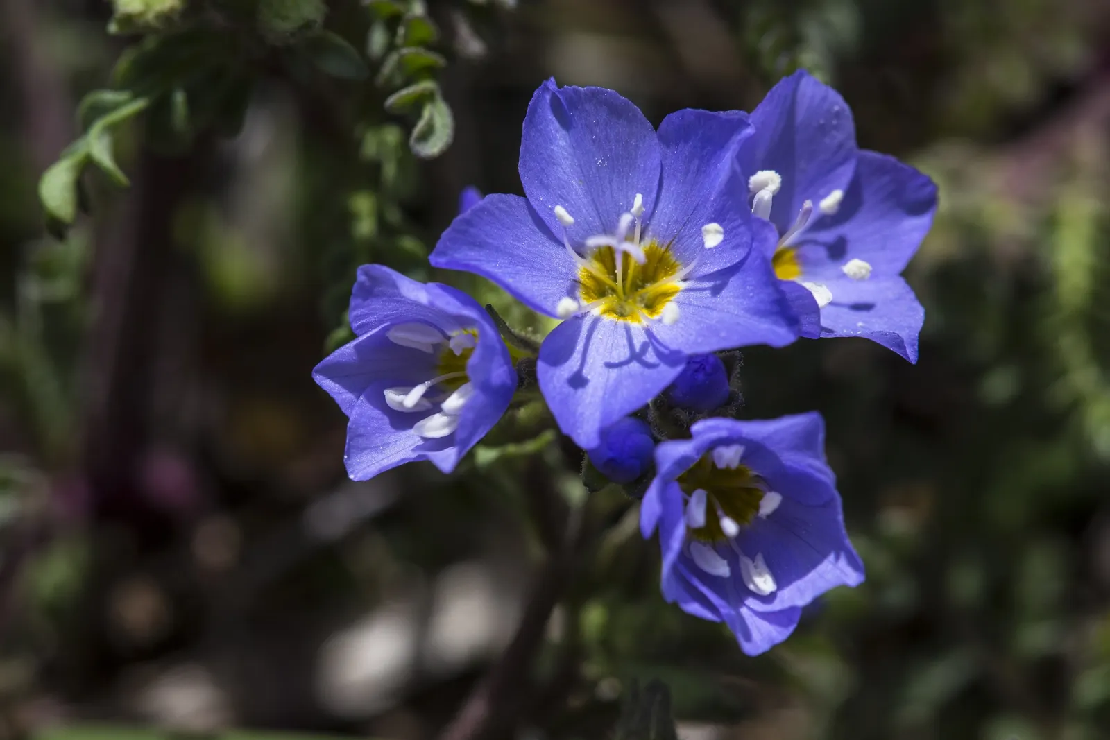 Jacob's Ladder (Polemonium Reptans) — its blooms.<br><br>During the late spring to early summer; which yield a ladder-like appearance - hence the common name