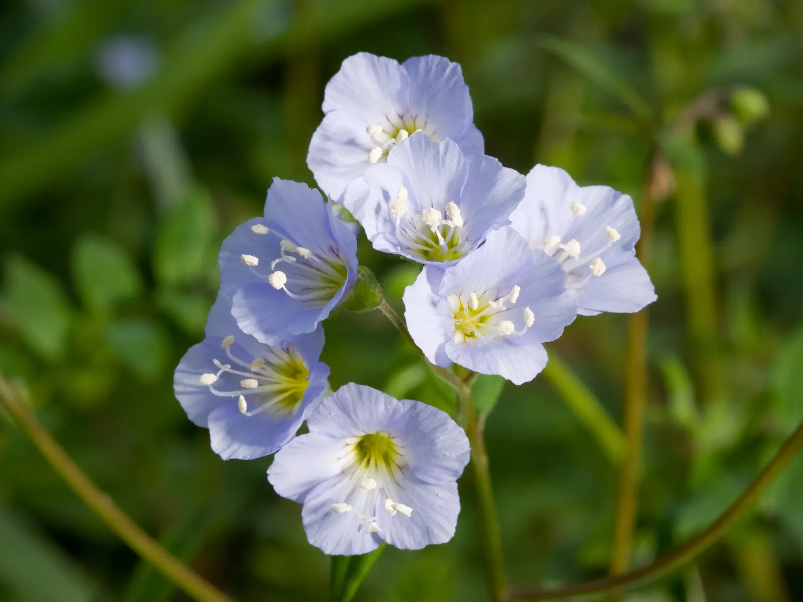 Jacob's Ladder (Polemonium Reptans) — It boasts pinnate leaves resembling an ornate ladder and clusters of bell-shaped, blue-violet blooms; each, image 54