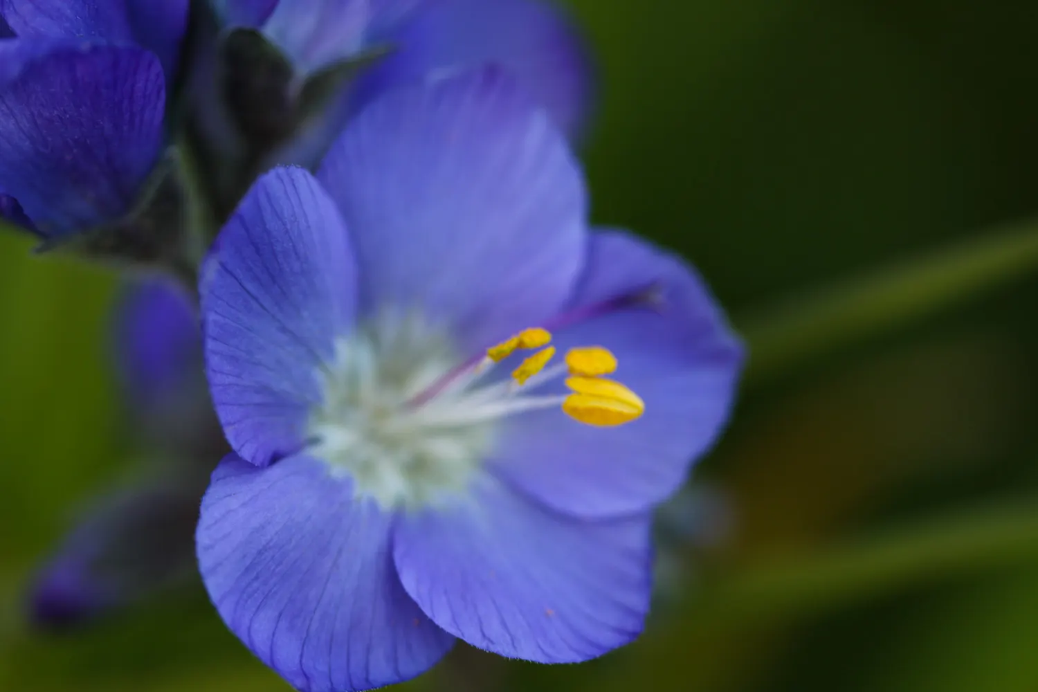 Jacob's Ladder (Polemonium Reptans) — perennial with blue blooms