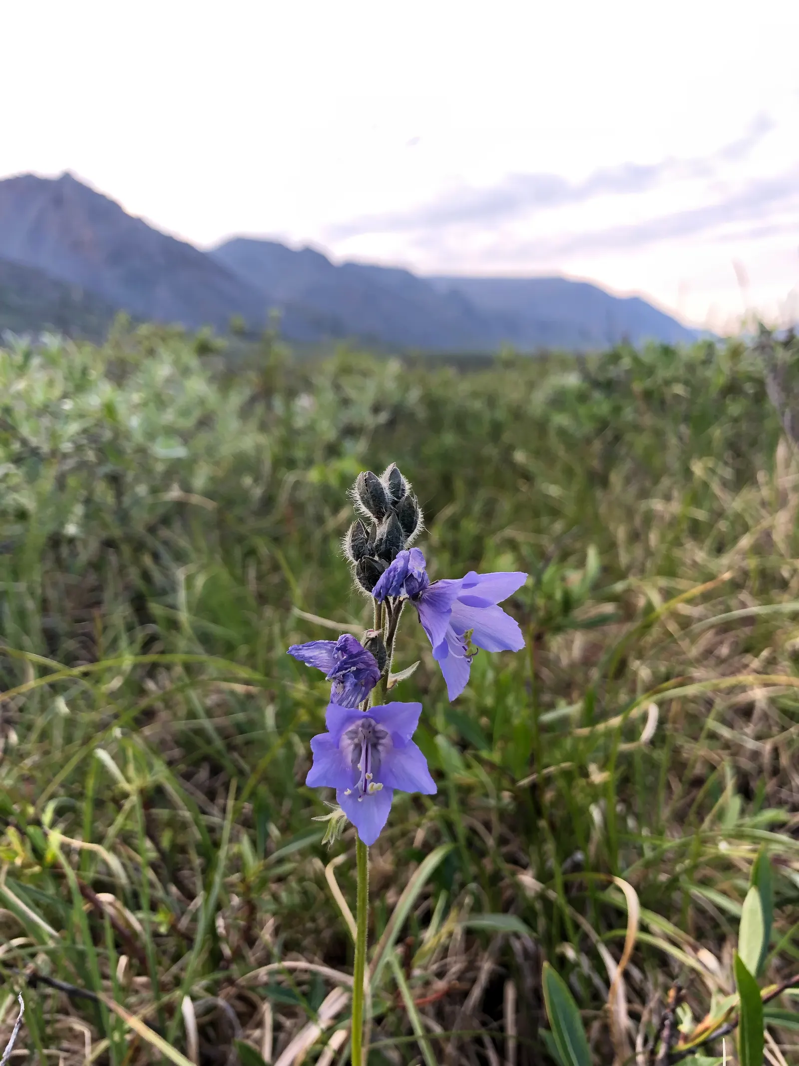 Jacob's Ladder (Polemonium Reptans) — but consistent moisture supports optimal flowering