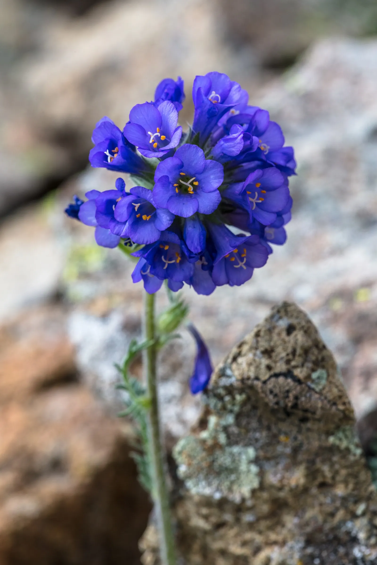 Jacob's Ladder (Polemonium Reptans) — it typically reaches 12-18 inches in height and spreads 12-24 inches; perennial with blue blooms, image 56