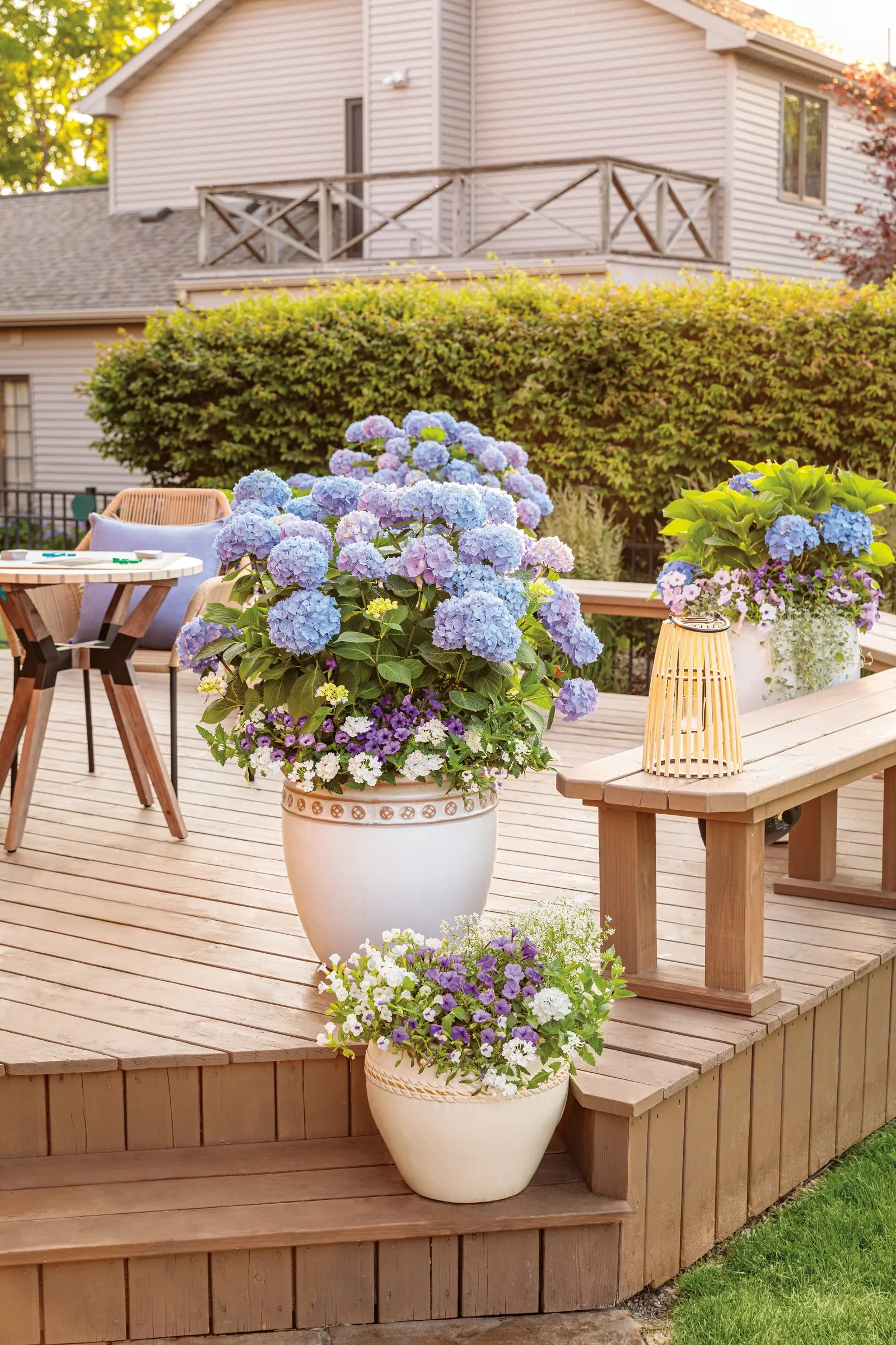 Gatsby Gal® Oakleaf hydrangea (Hydrangea quercifolia) — upright white flower panicles