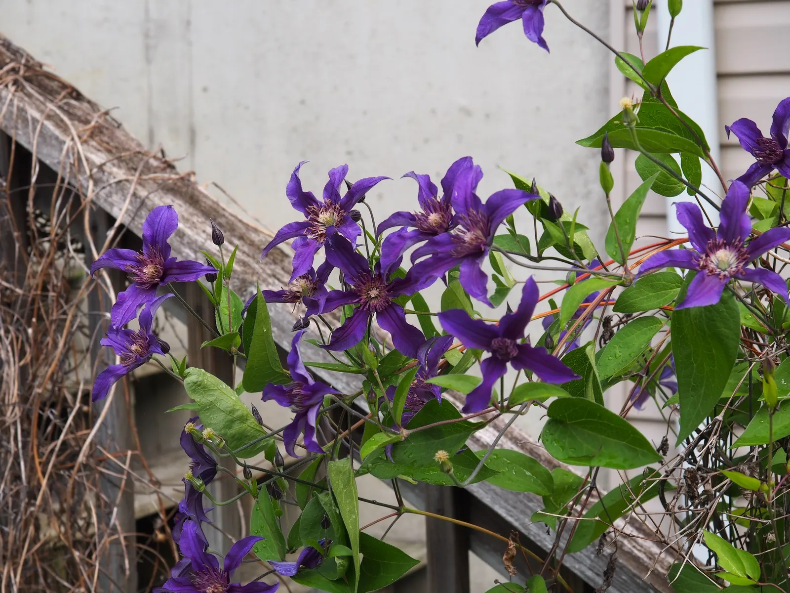 Sapphire Indigo Clematis (Clematis 'Sapphire Indigo') — reaching a manageable 3 to 4 feet in height and spread