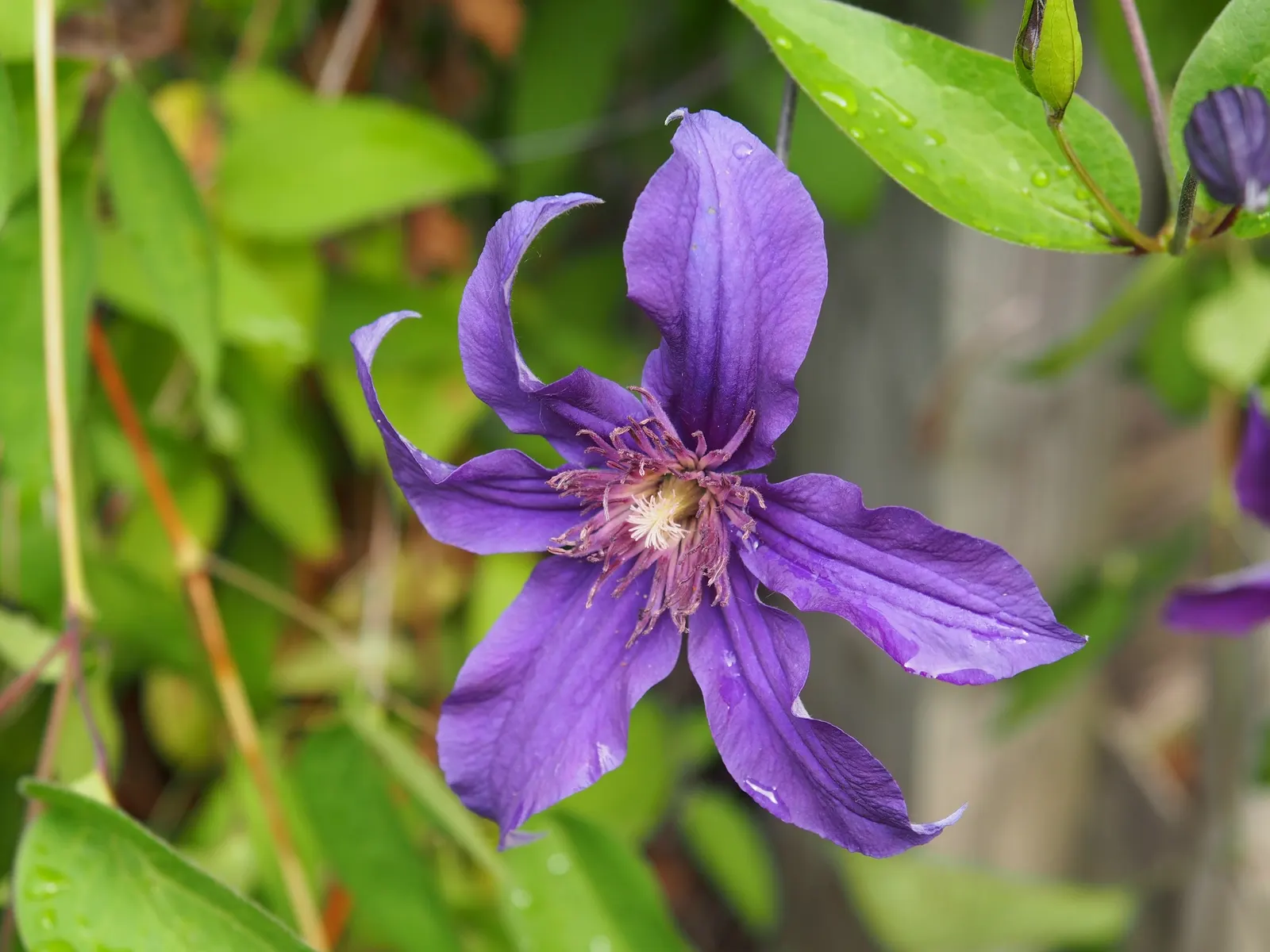 Sapphire Indigo Clematis (Clematis 'Sapphire Indigo') — Famed for its profusion of deep sapphire blue flowers from midsummer to early fall