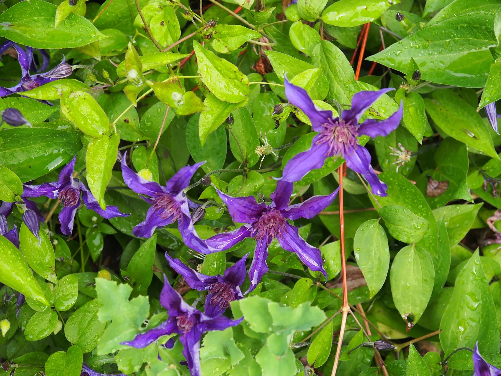 Sapphire Indigo Clematis (Clematis 'Sapphire Indigo') — the 4-inch blossoms transform to deep purple over time