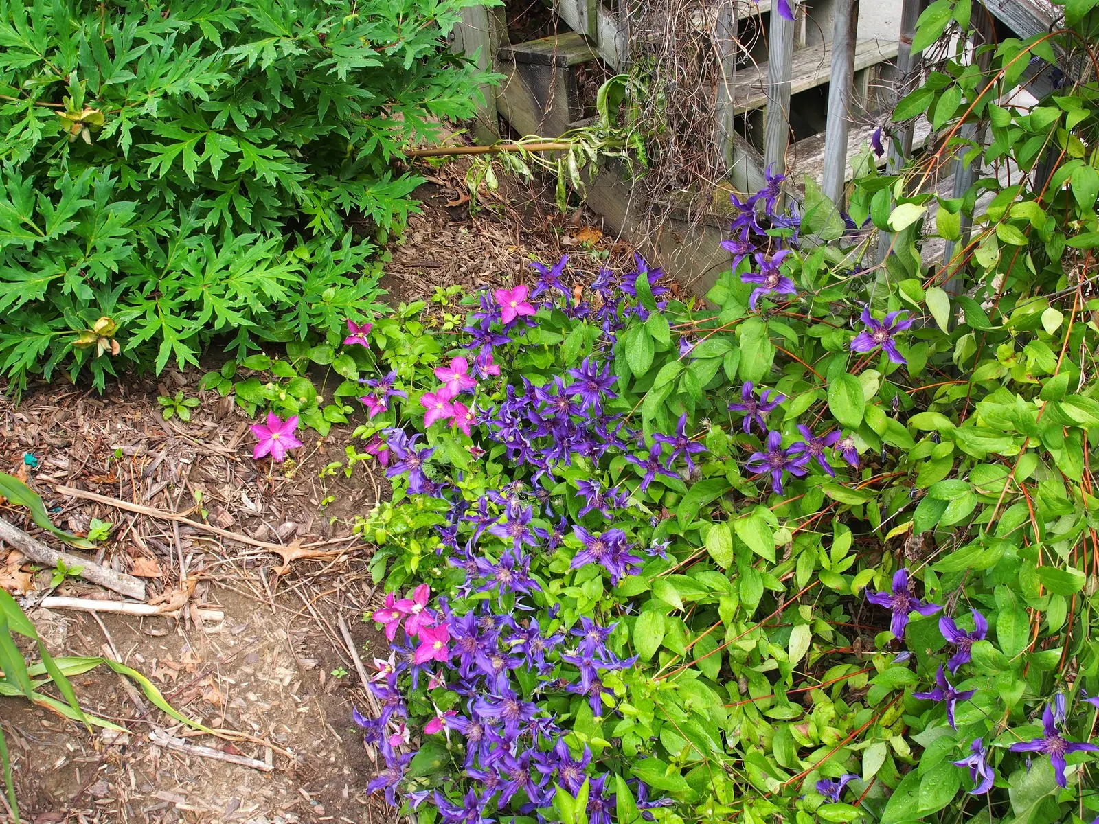 Sapphire Indigo Clematis (Clematis 'Sapphire Indigo') — Hardy in USDA zones 4 to 9