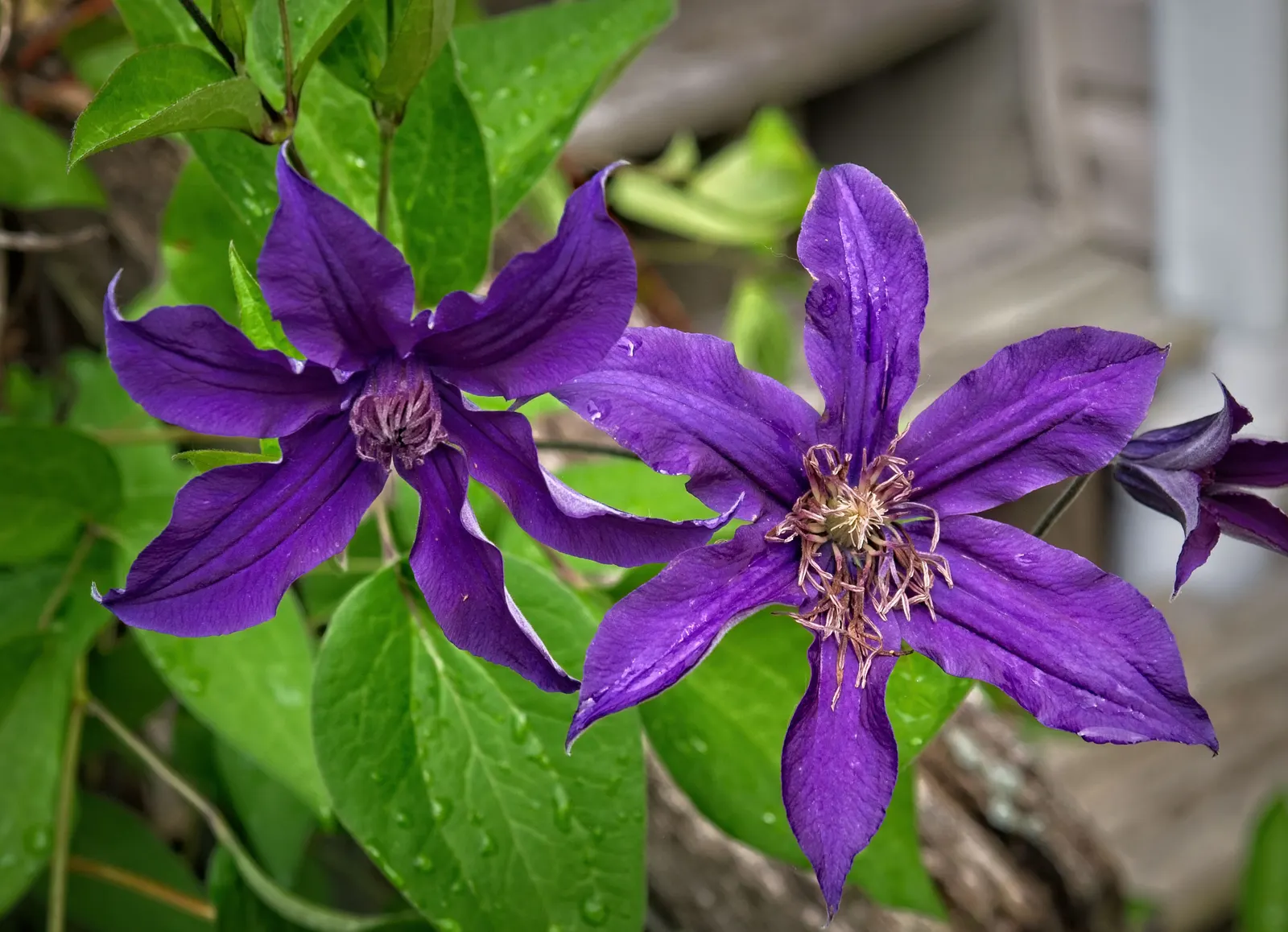 Sapphire Indigo Clematis (Clematis 'Sapphire Indigo') — This non-climbing clematis is perfect for containers or as a ground cover in full sun to part shade