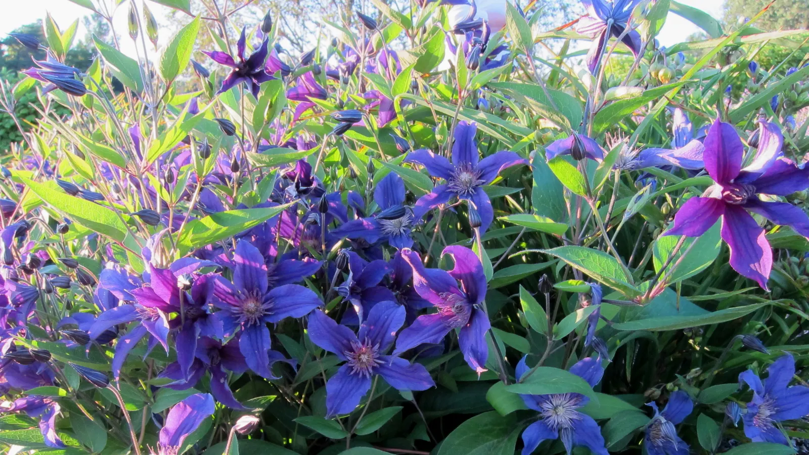 Sapphire Indigo Clematis (Clematis 'Sapphire Indigo') — The Clematis 'Sapphire Indigo' is a striking